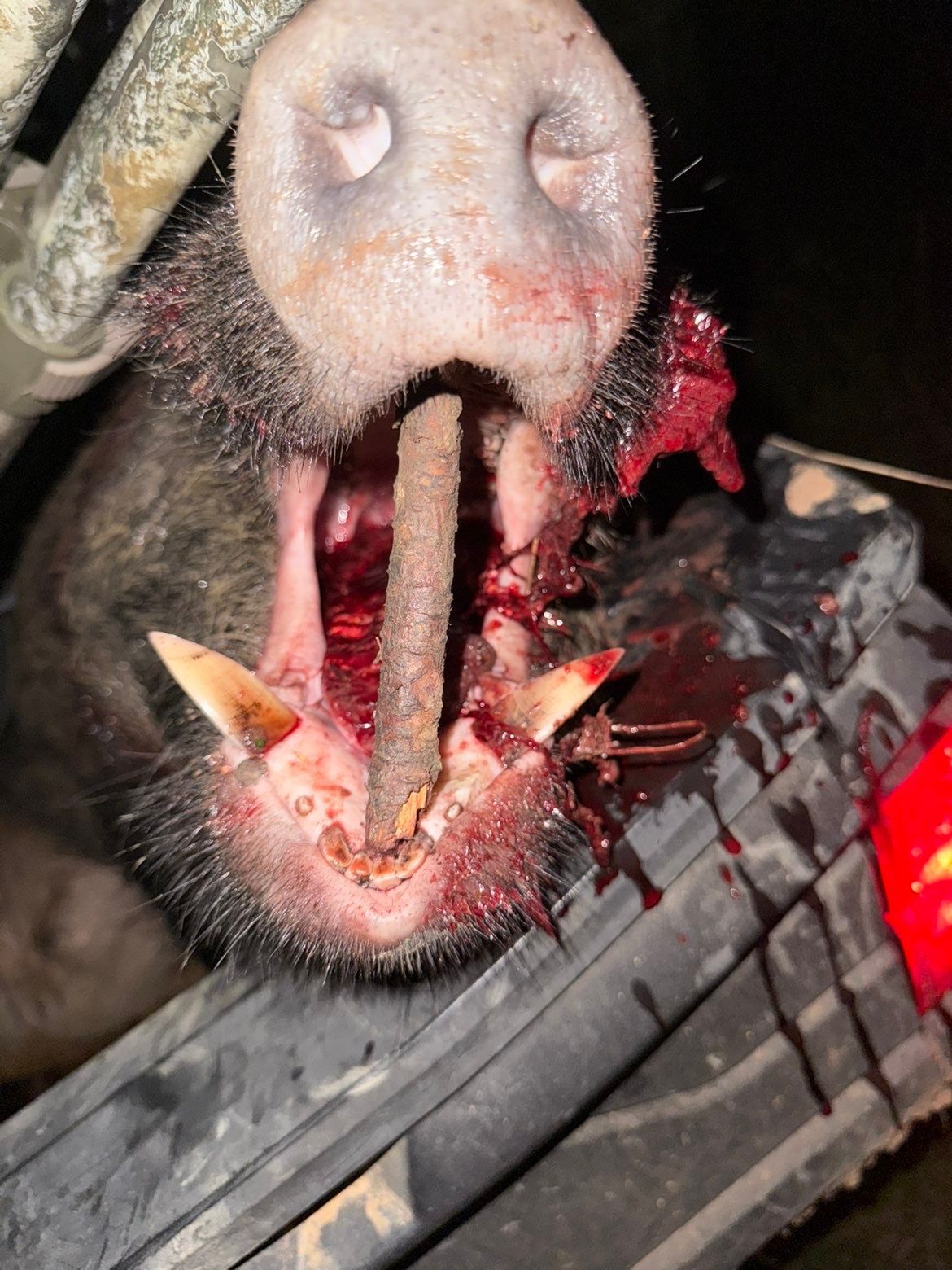 Close-up of a pig's bloody snout, revealing sharp tusks and teeth. Blood is visible in and around the mouth.