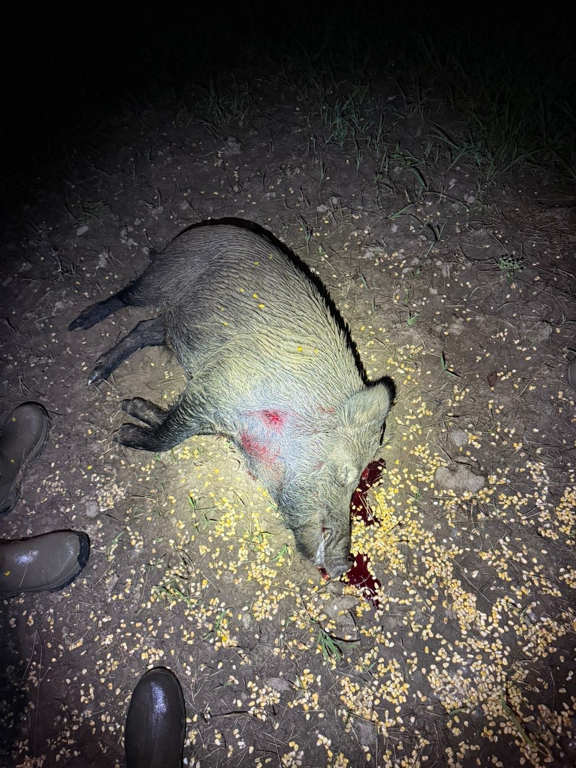 Dead peccary on the ground with blood near its head, lit at night with corn kernels scattered around it.