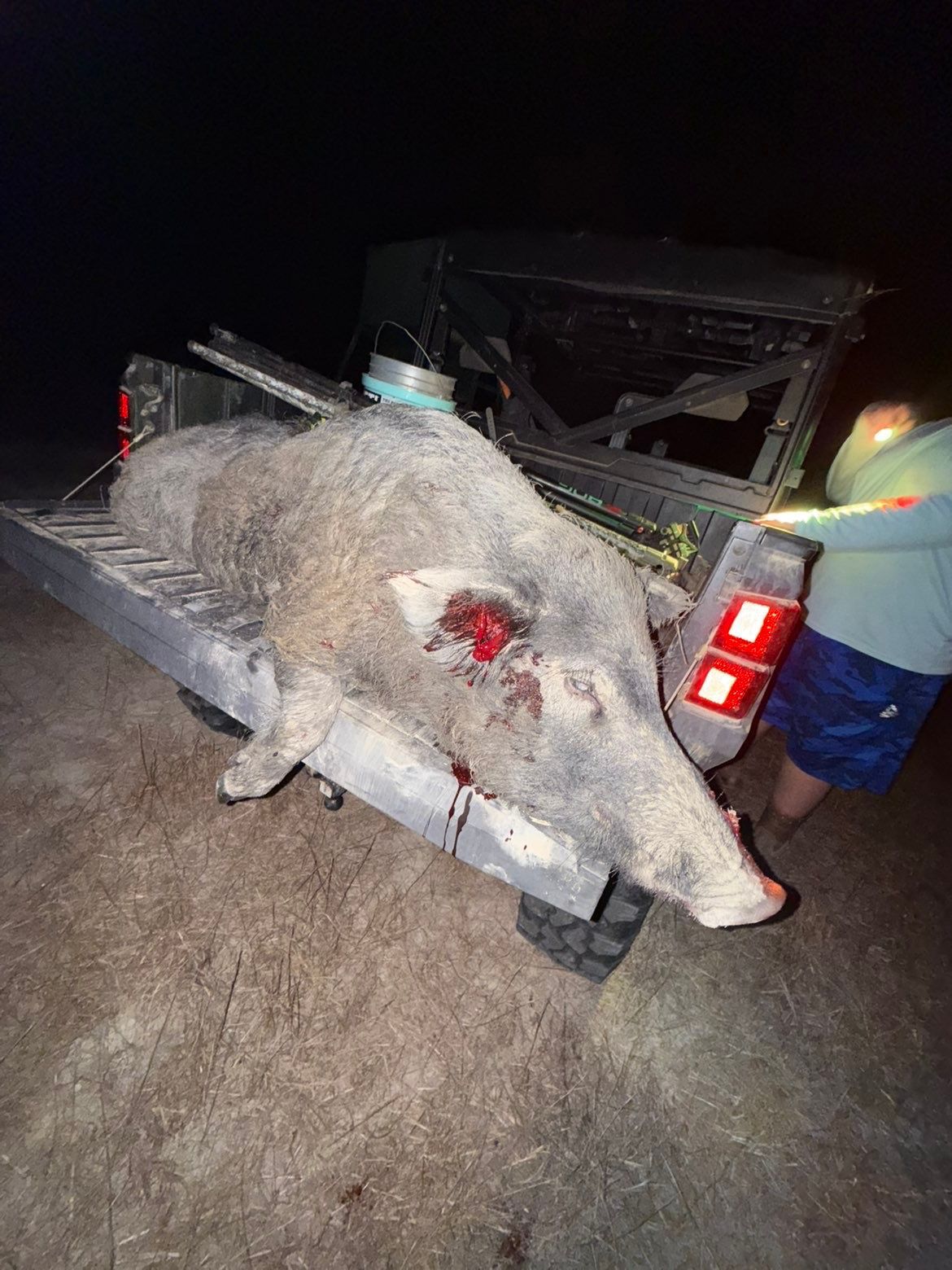 Wild hog in the bed of a truck, blood present. A person stands nearby, in a dark setting.