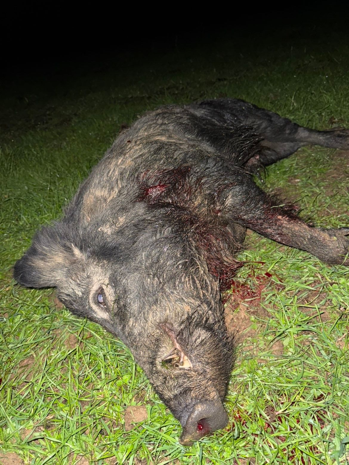 Wild pig lying on grass with visible injuries and blood. Dark setting.