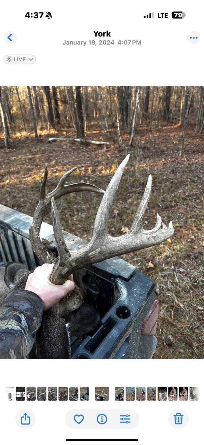 Person holding deer antlers in a truck bed, woods in the background.