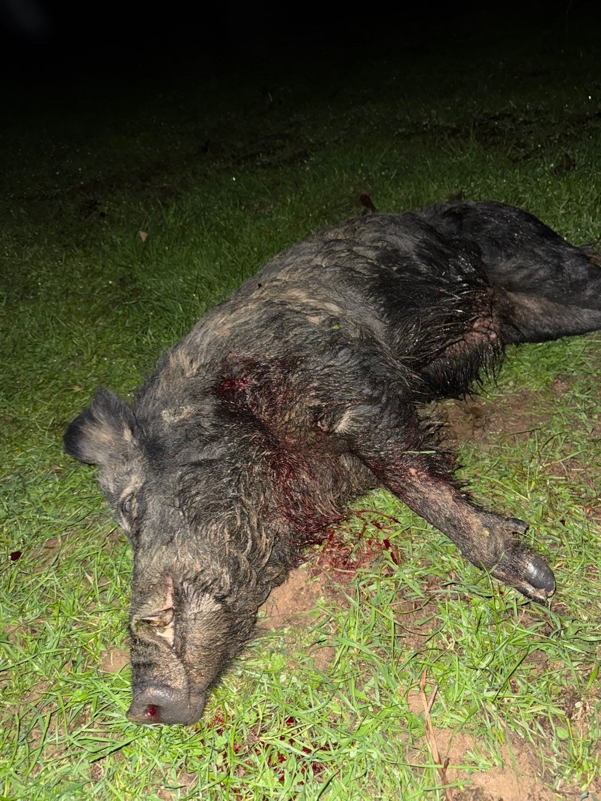 Dead wild boar lying on grass, covered in blood.
