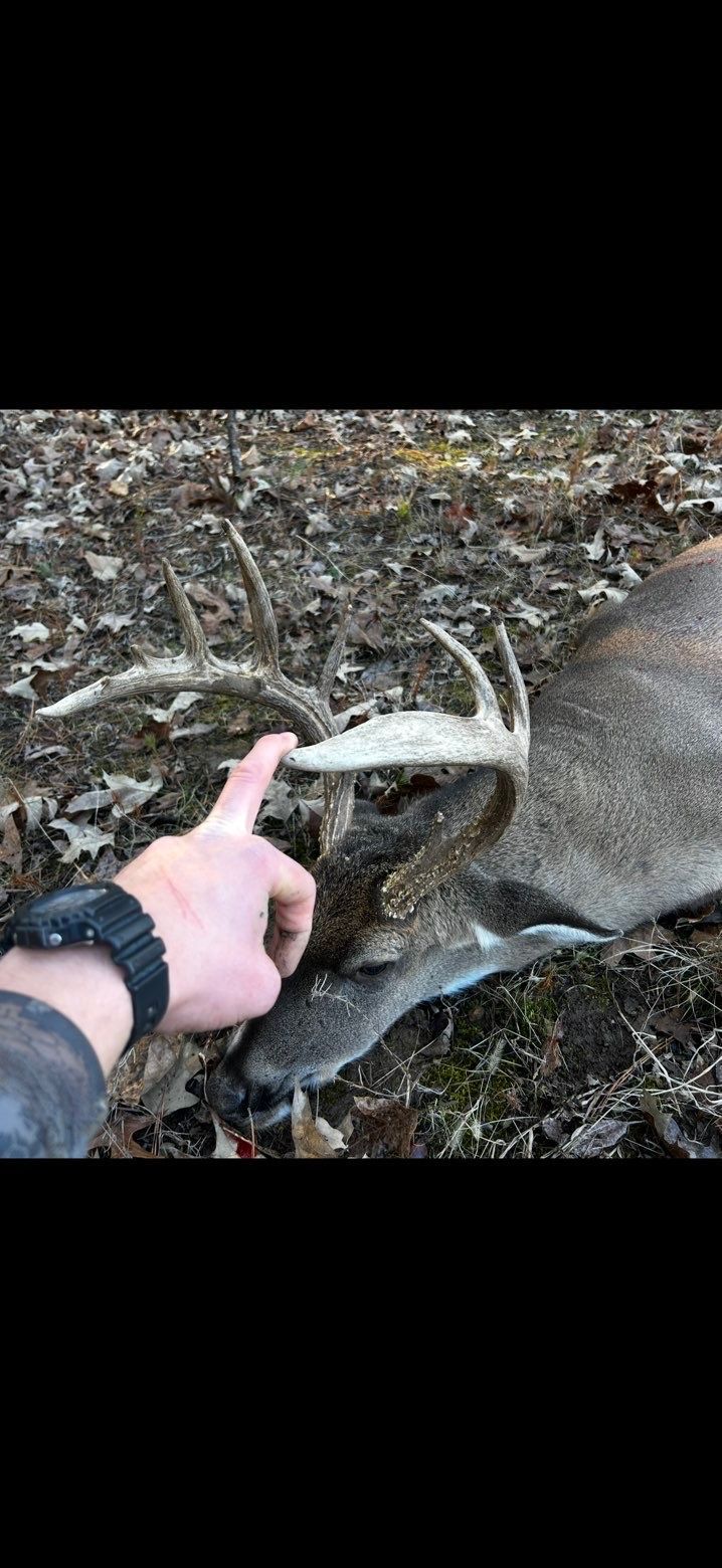 A person's hand pointing at the antlers of a dead deer lying on the ground.