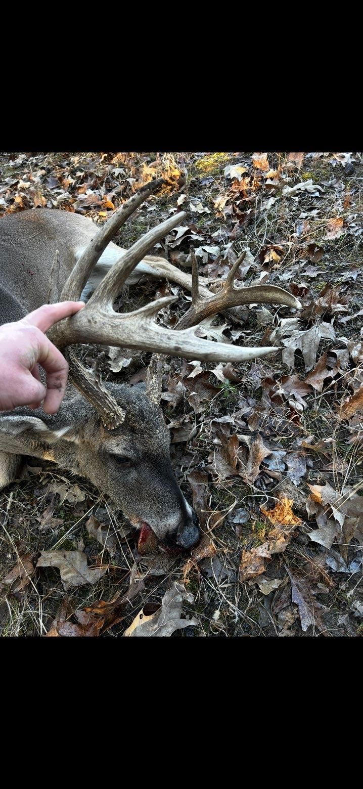 A hand holds a large antler of a dead deer lying on leaves.