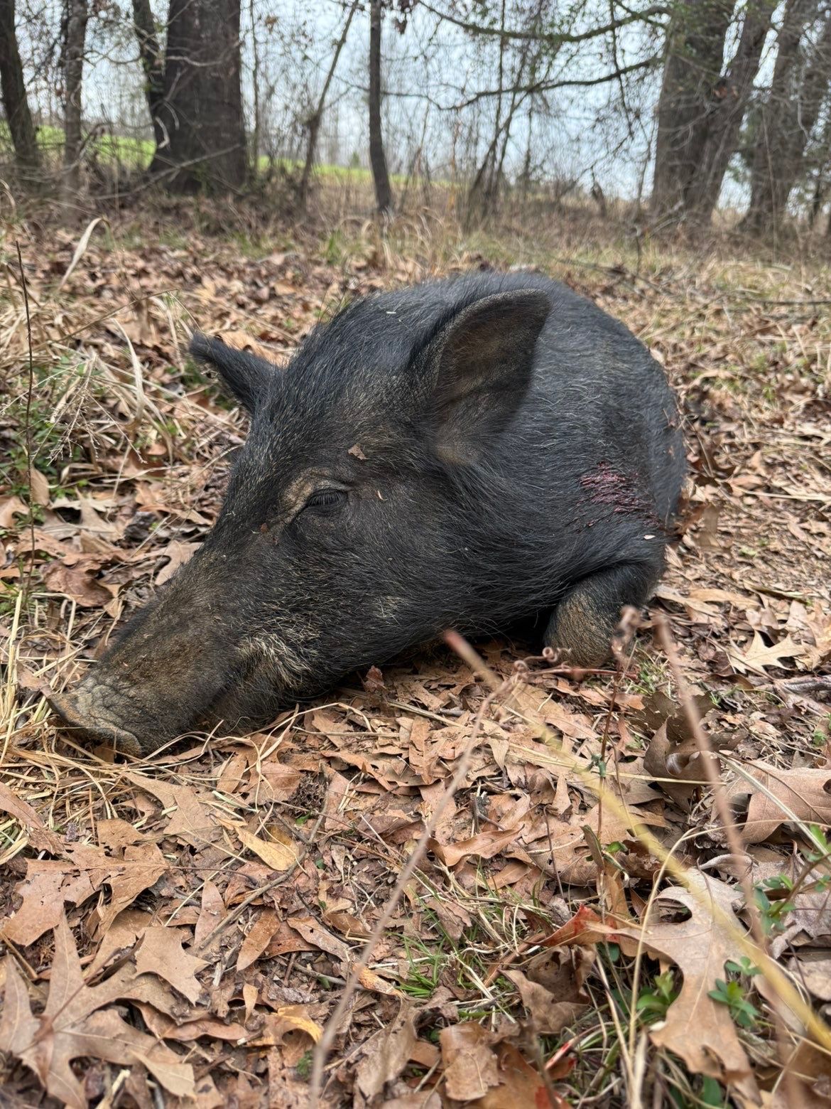 Black wild hog lying on fallen leaves in a wooded area.