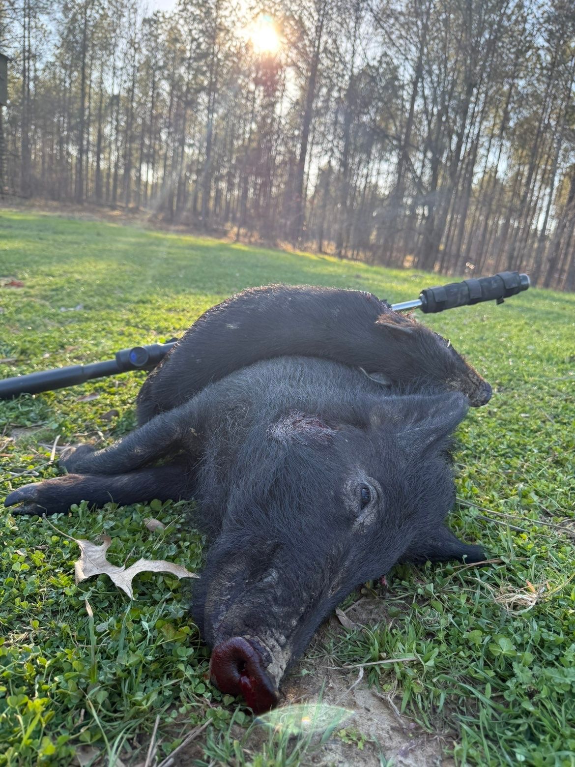 A deceased black wild pig lies on green grass, a hunting rifle resting on its body. Sunlit trees in the background.