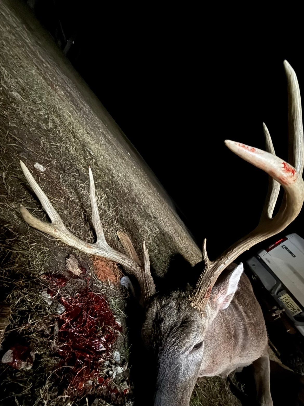 Large buck with antlers, blood on ground. Dark background.