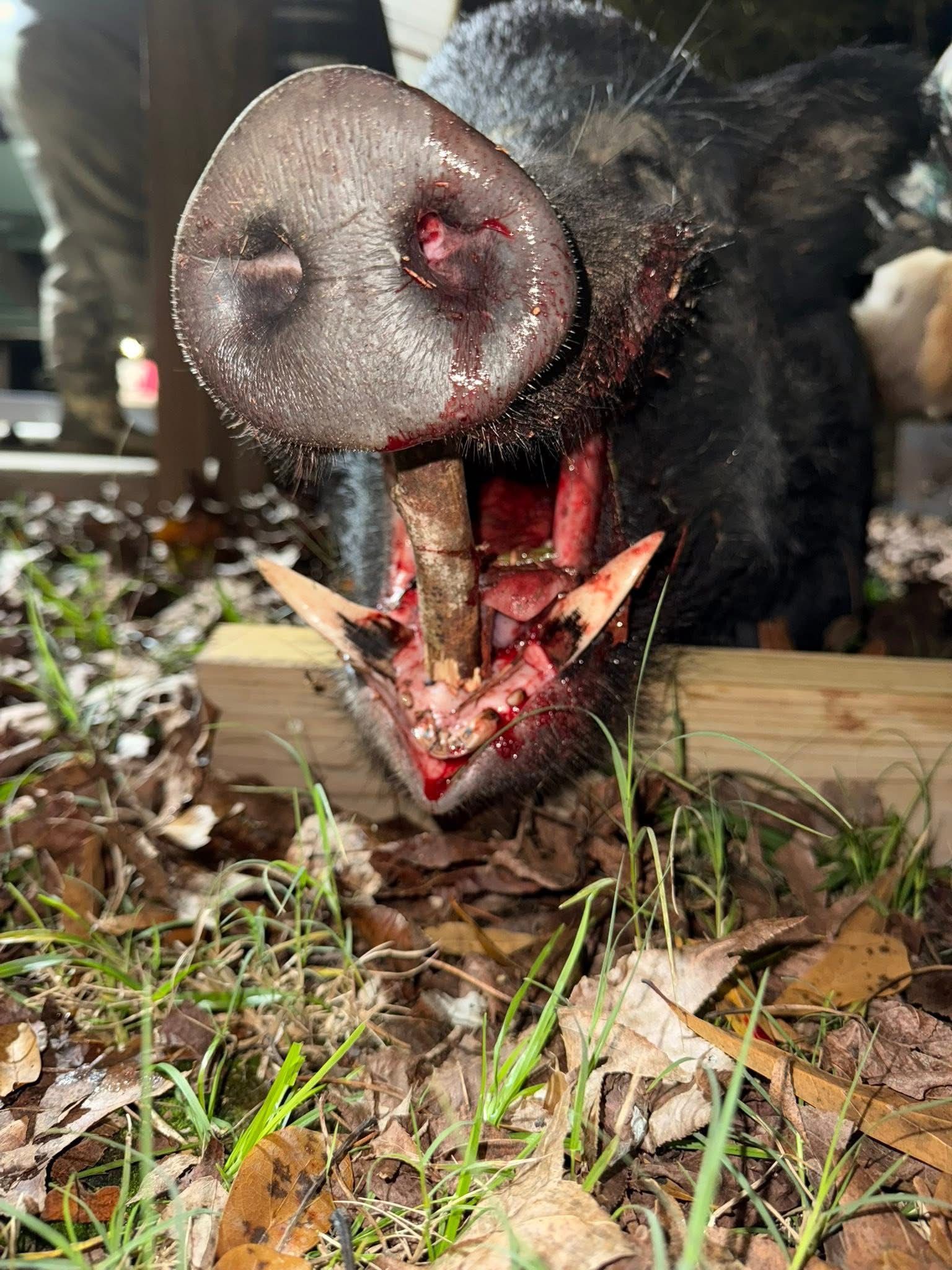 Close-up of a black wild hog with its mouth open, revealing blood and a wooden stake piercing through it.