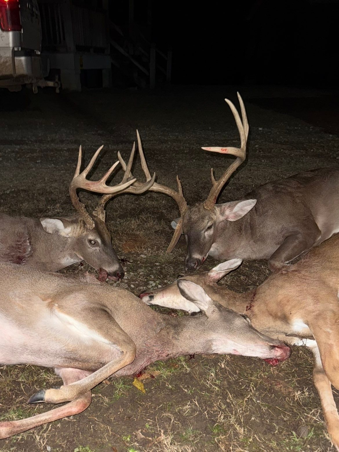 Four deer carcasses on the ground, two with large antlers, at night.
