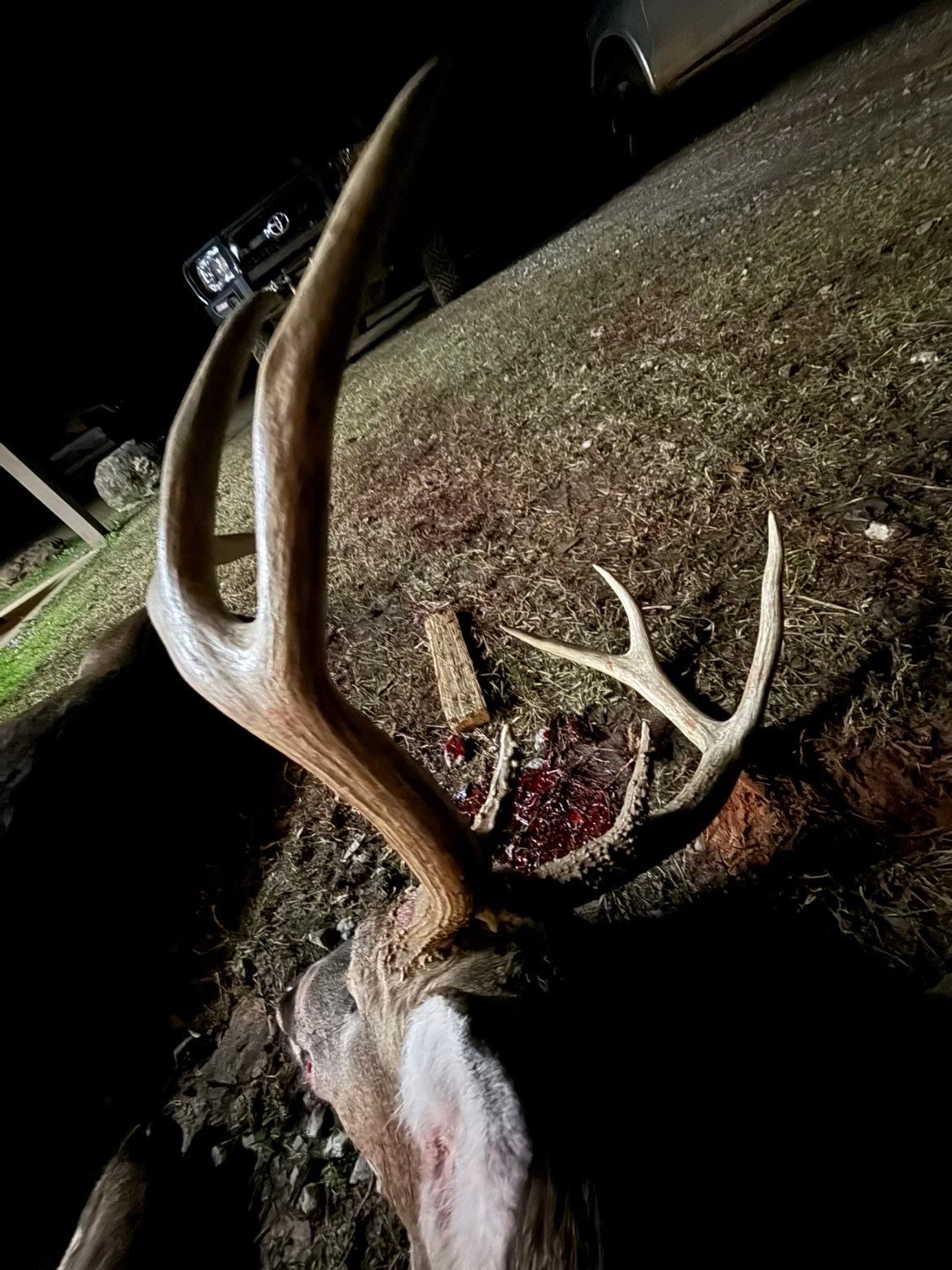 Deer carcass with large antlers lying on the ground, blood visible, near a road at night.