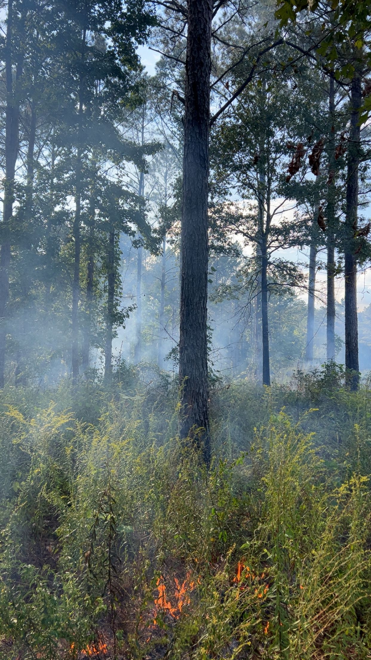 Forest with smoke and fire visible near the ground. Sunlight filters through the trees.