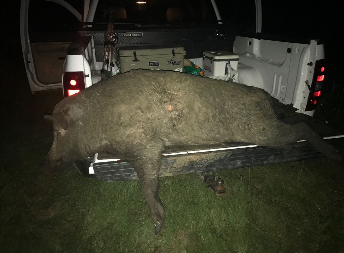 A dead wild boar lies in the open bed of a white pickup truck, at night.