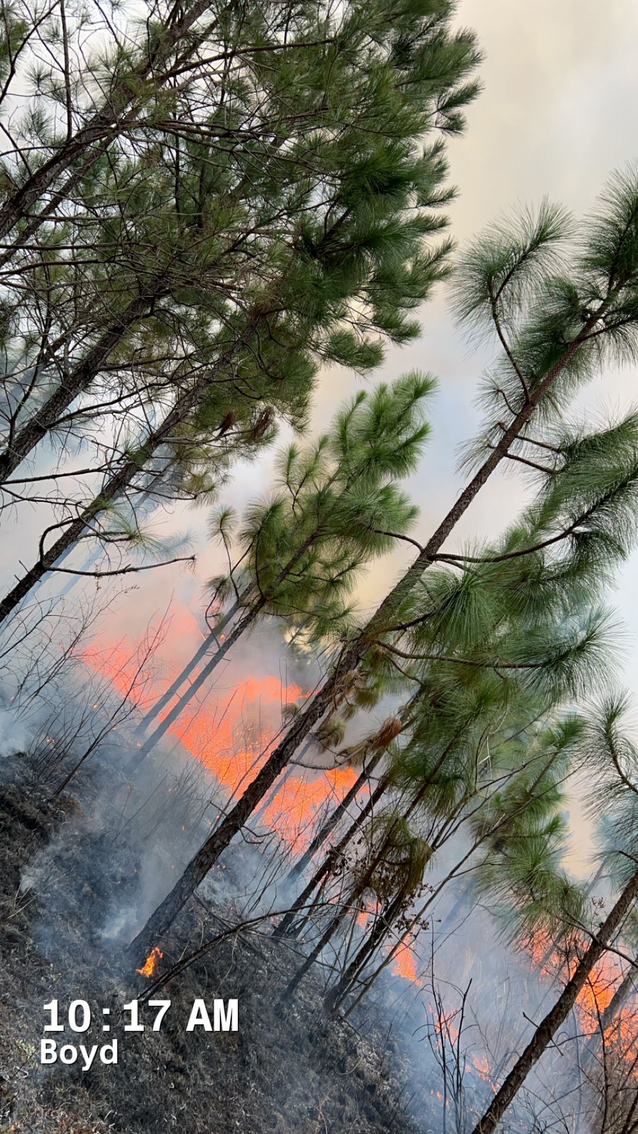 Forest fire burning with flames and smoke amongst trees.