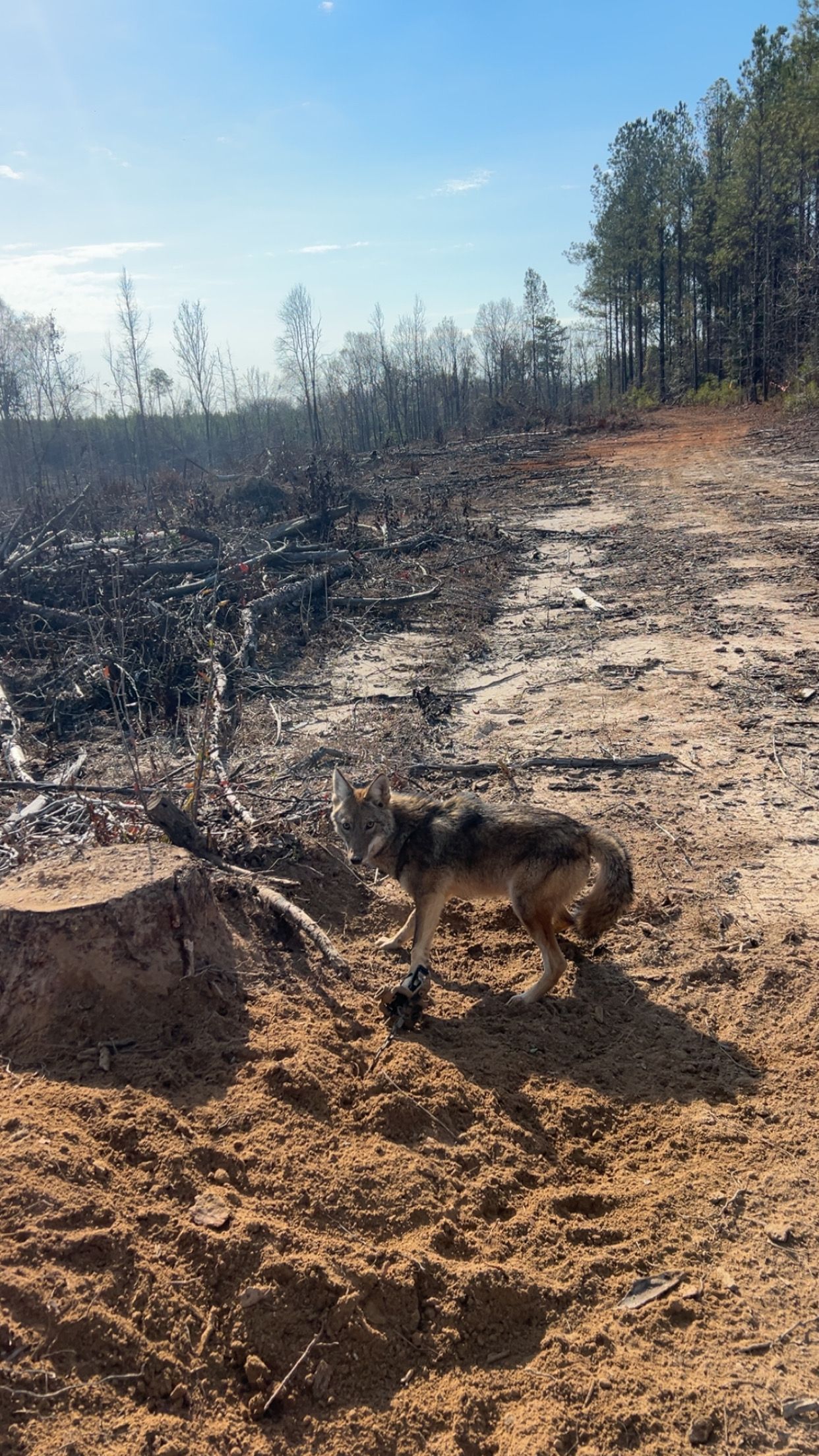 Coyote stands on sandy ground near burnt landscape, trees in background, sunny day.