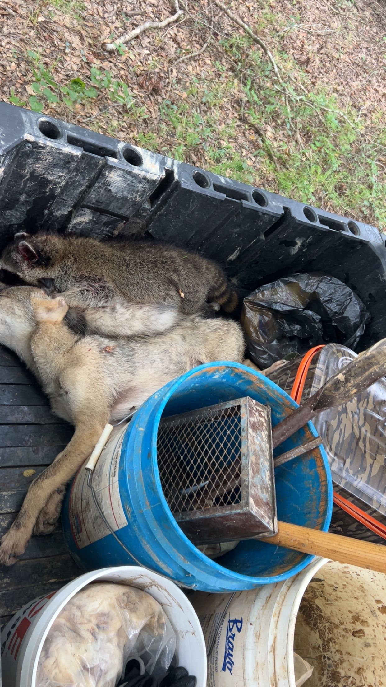 Dead coyote and raccoon in a black container with trapping equipment, including buckets and a tool.