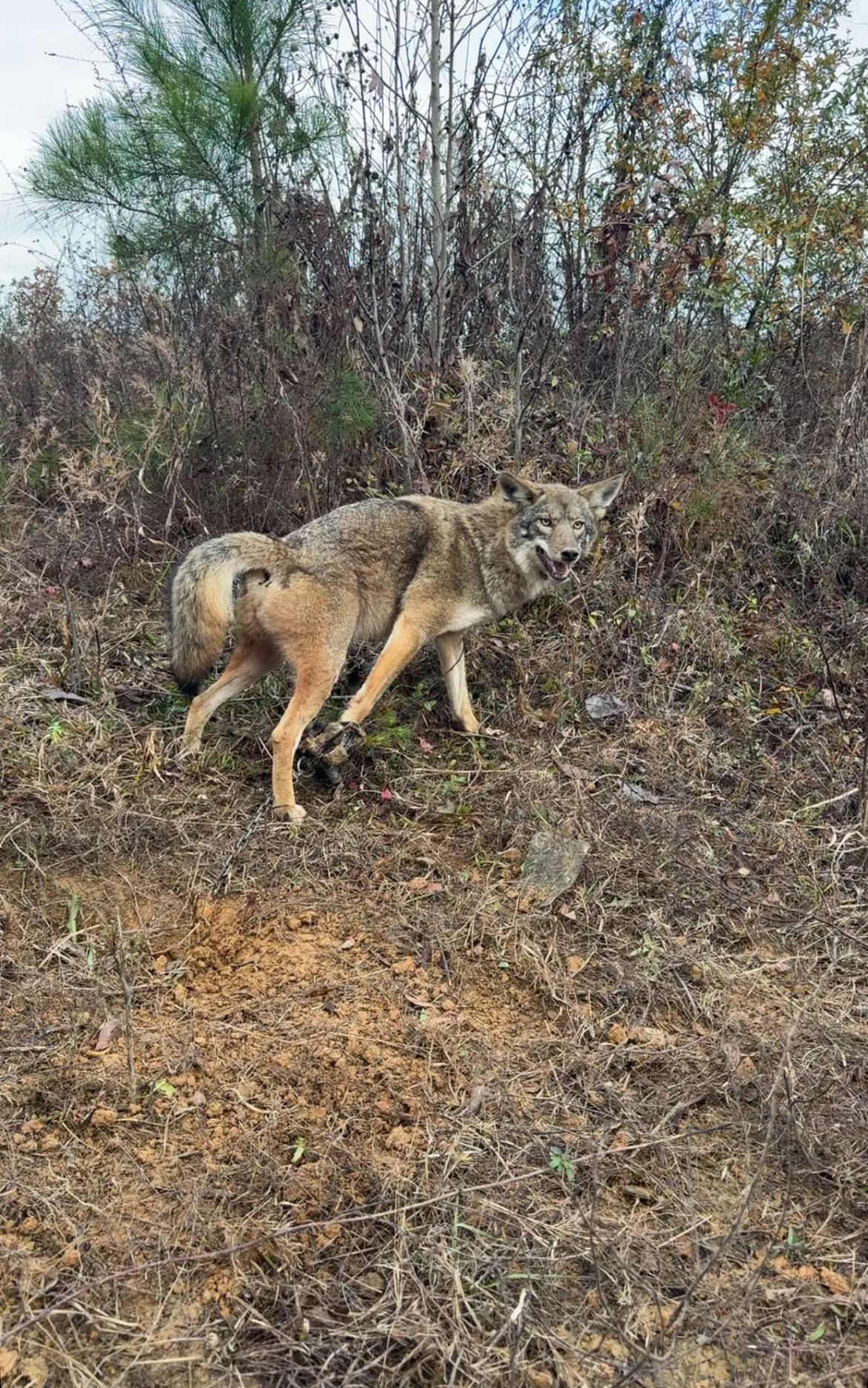Coyote in a field with a trap on its paw; tan fur, brown ground, and green/brown foliage.