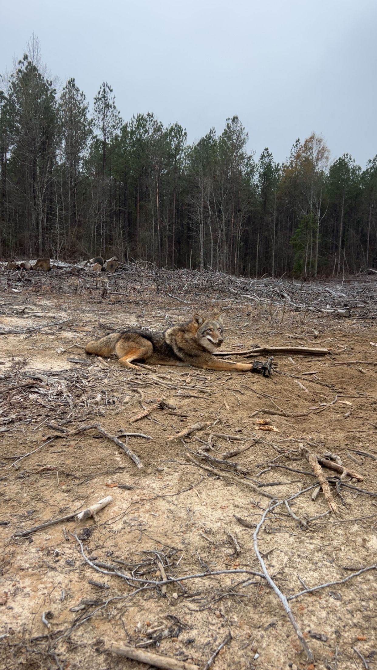 Cleared forest area with a large, felled tree trunk lying on the ground, forest in the background.