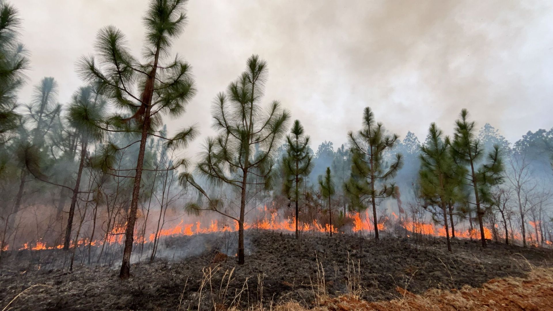 Wildfire burning through dry grass and trees, smoke rising into a cloudy sky.