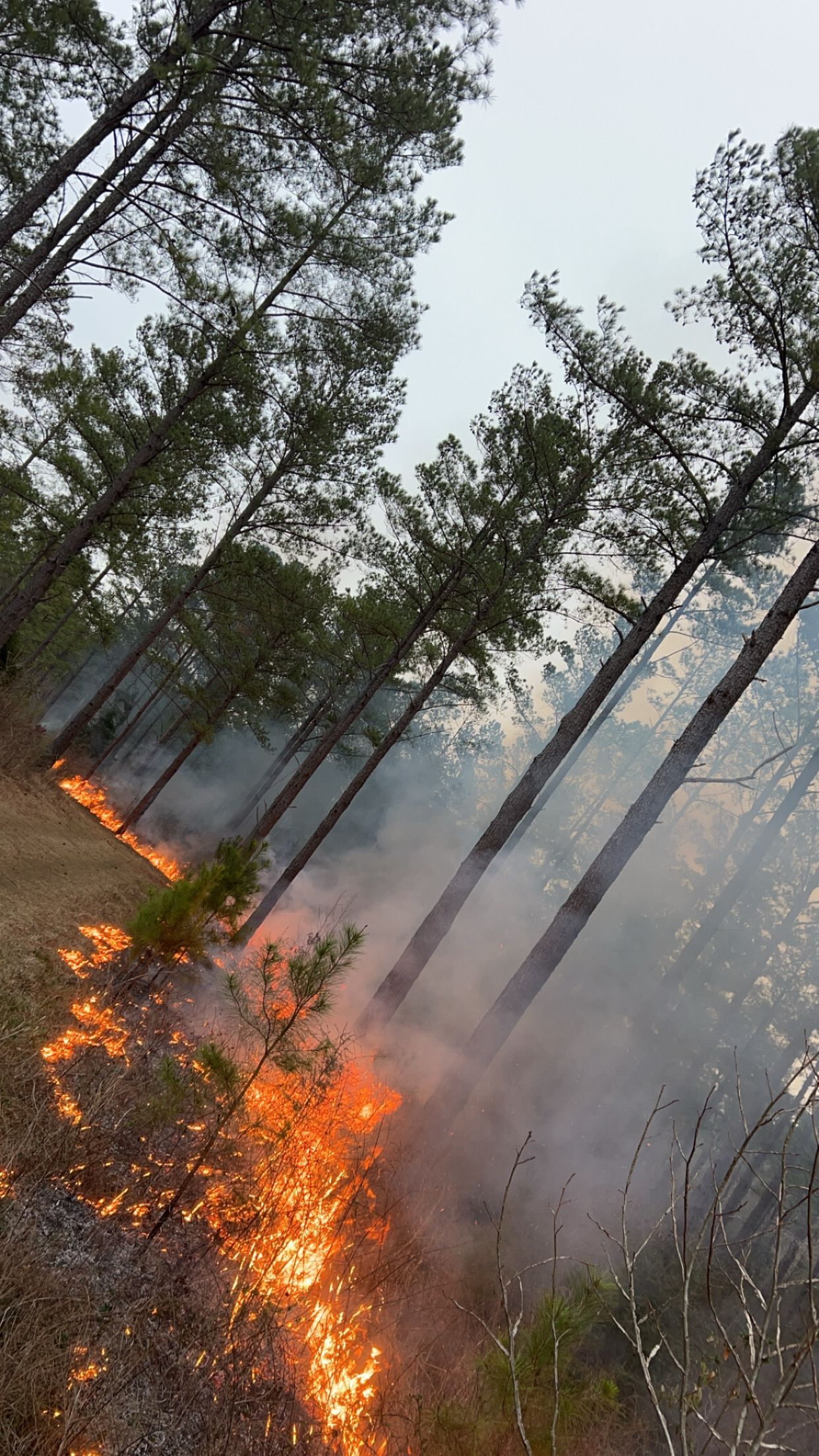 Burning brush along a hillside with tall pine trees. Smoke rises into a grey sky.