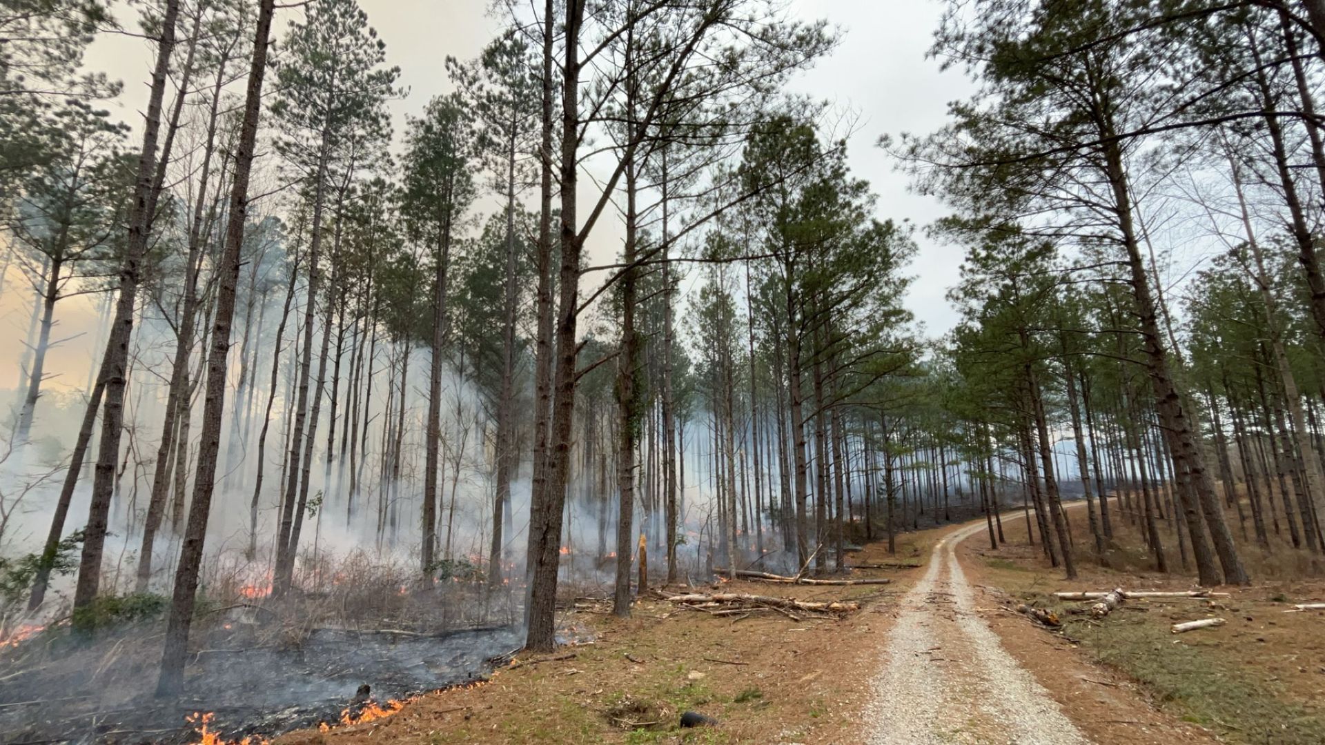 Forest fire with smoke and flames along a dirt road lined by trees under a cloudy sky.