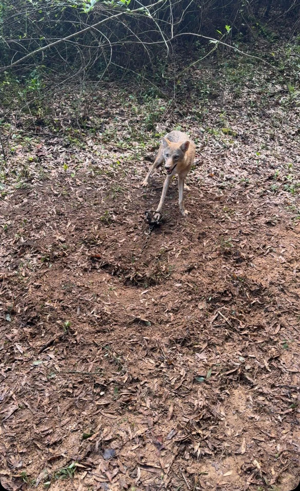 Coyote standing on muddy ground, holding something dark in its mouth; trees and leaves in the background.
