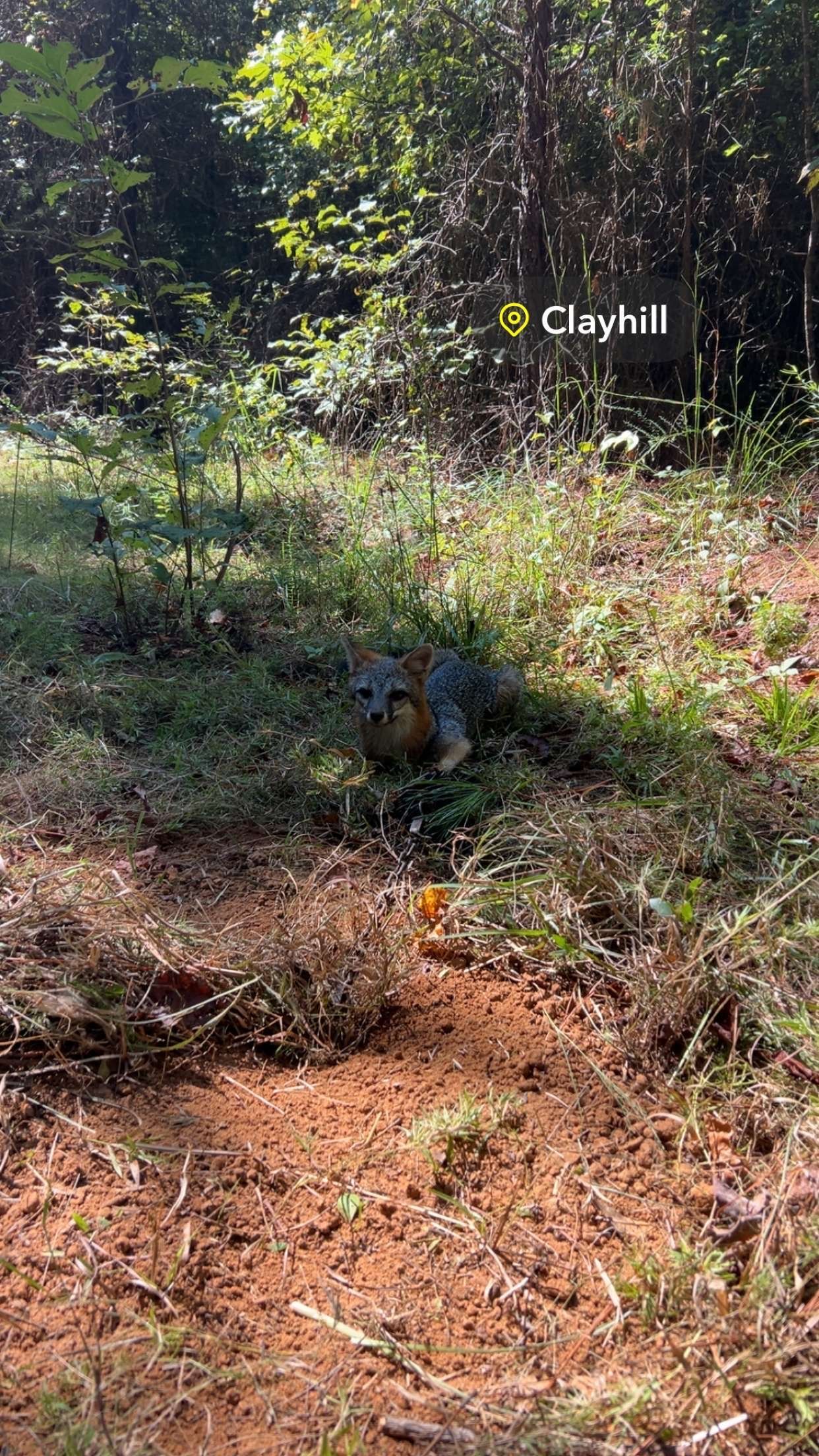 A groundhog emerging from a burrow in a wooded area.