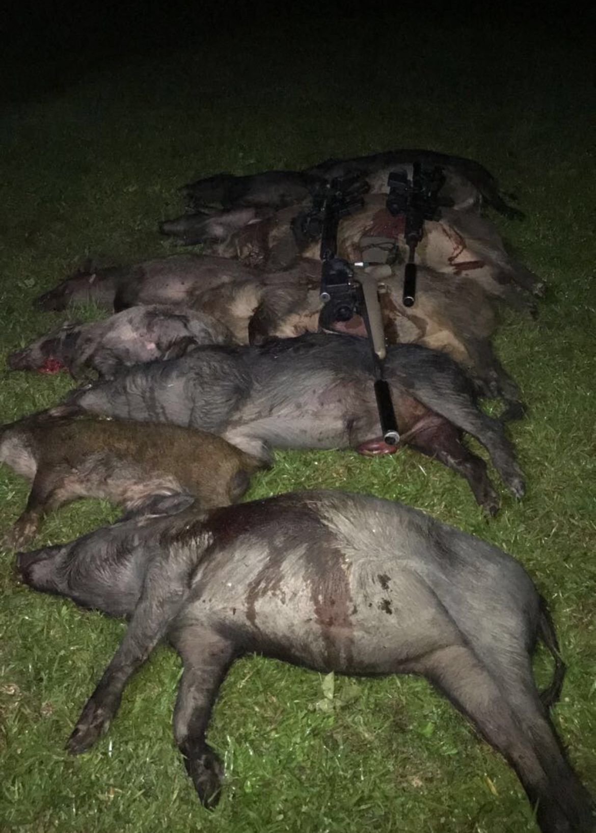 Wild hogs lie dead on grass; some bloody, presumably after being hunted.