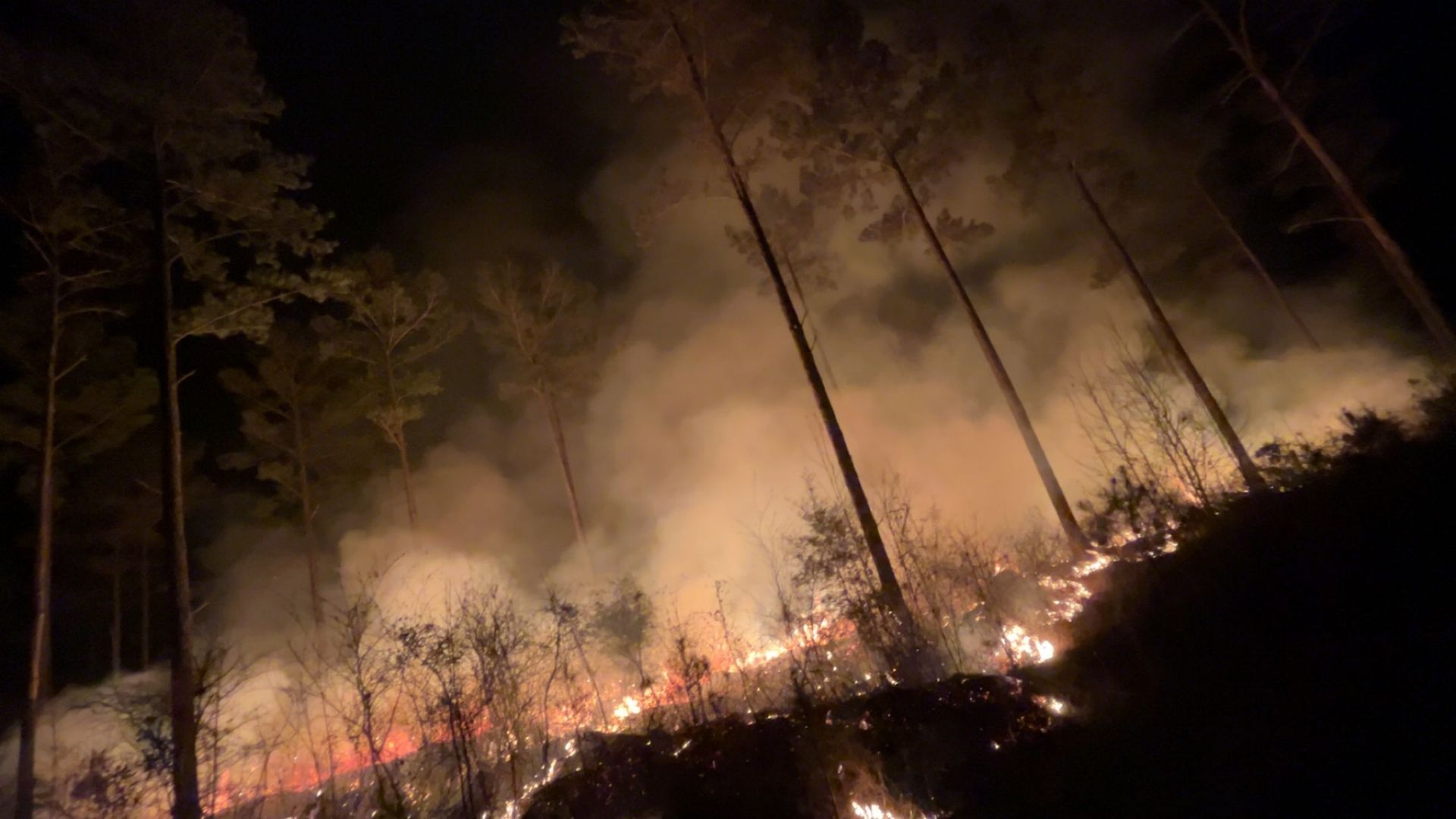 Forest fire at night, flames and smoke visible amongst trees.