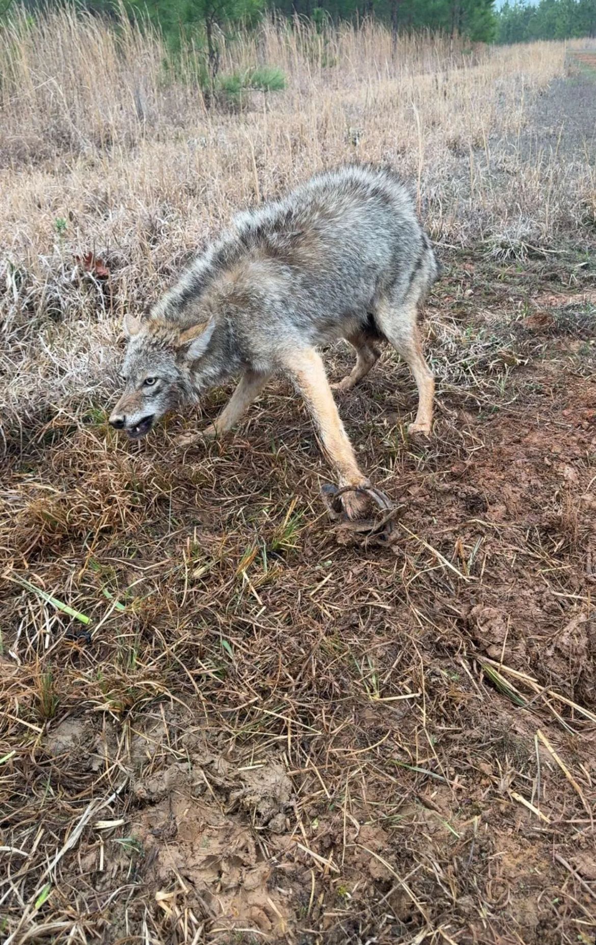 Coyote trapped in a dirt path, leg caught, fur matted, looking down. Brown and gray tones.