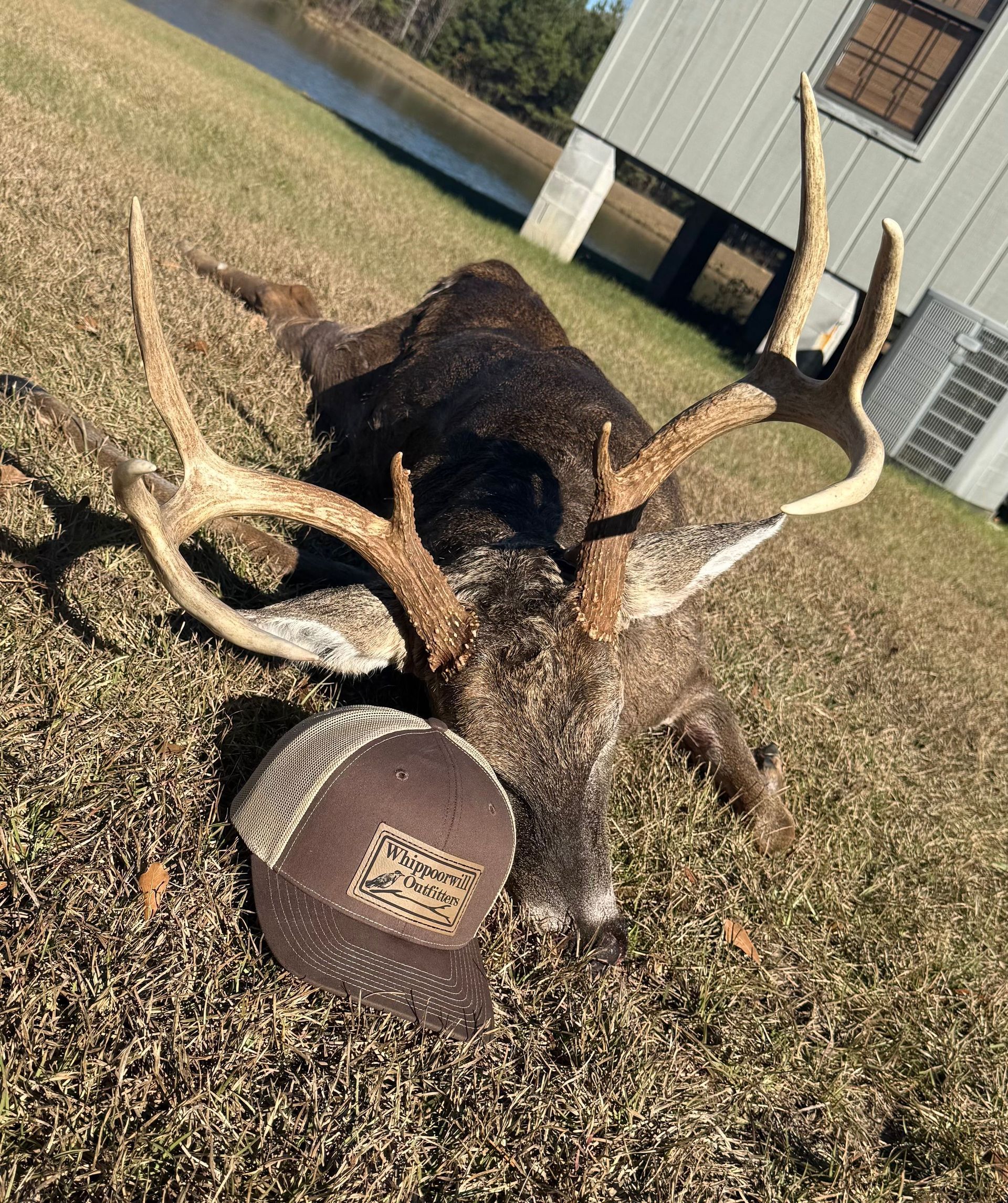 Deer with large antlers lying on grass next to a hat. Outdoor setting near a building and water.