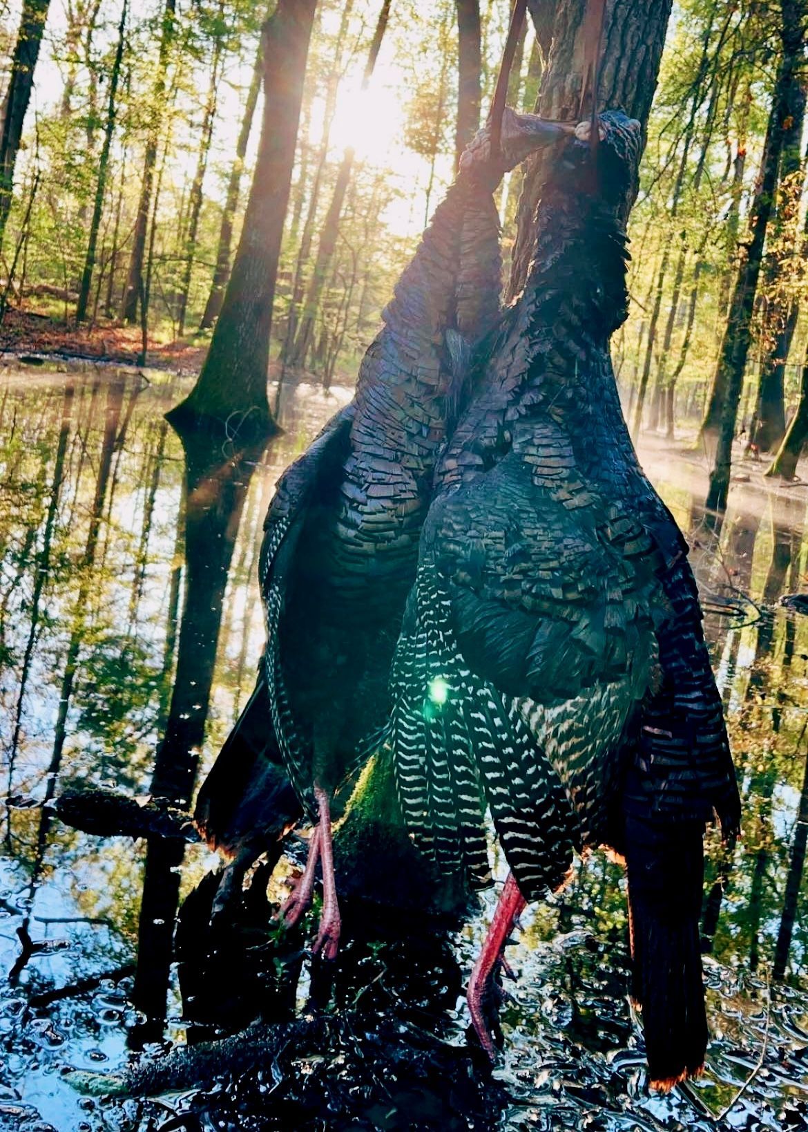 Two dark wild turkeys hang from a tree in a swampy forest with sunlight reflecting on the water.