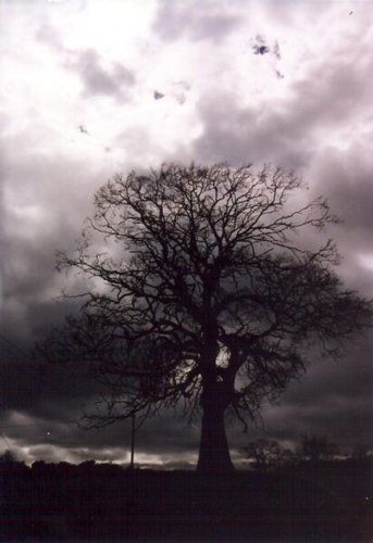 dark tree in storm