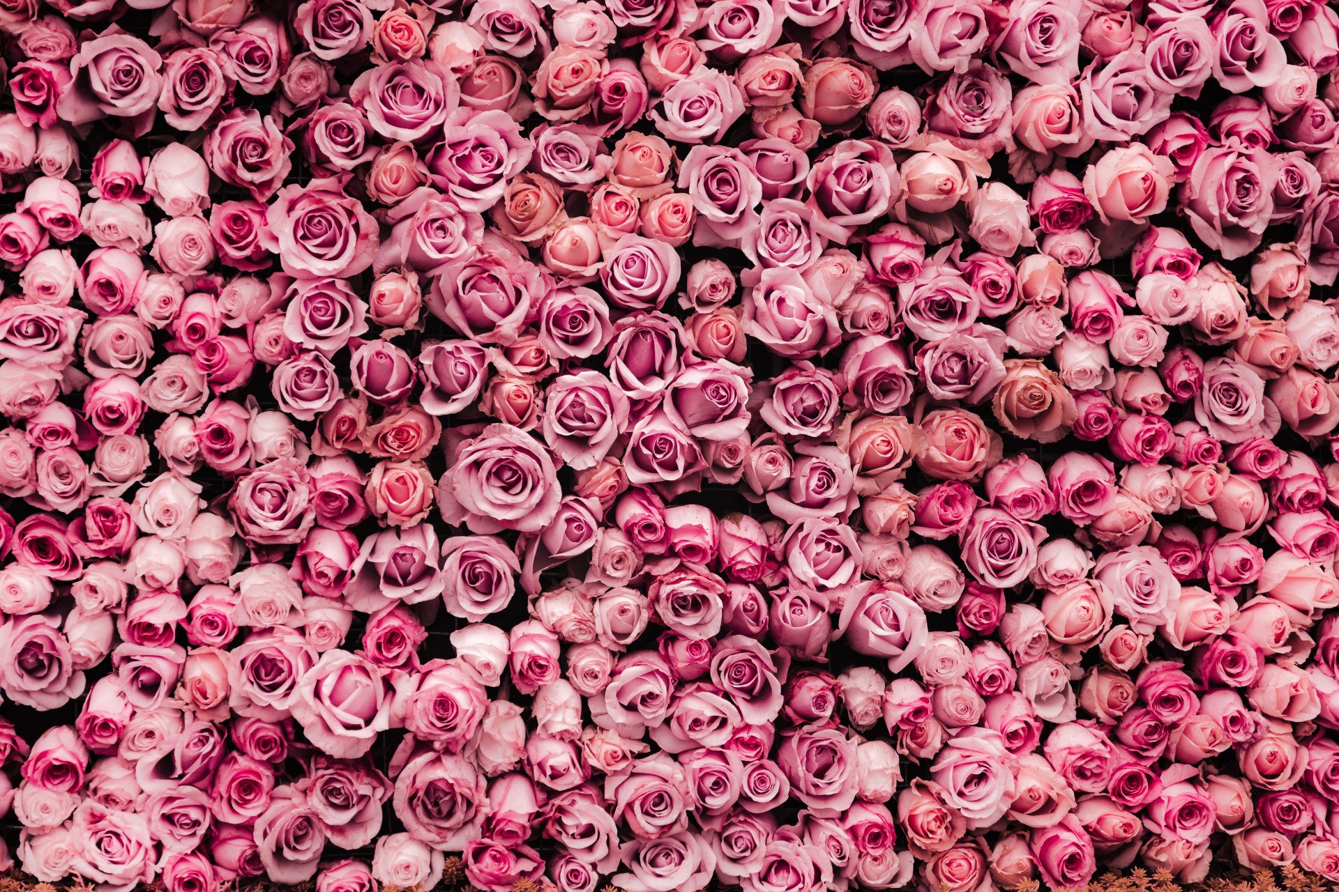 Pink Flower Wall