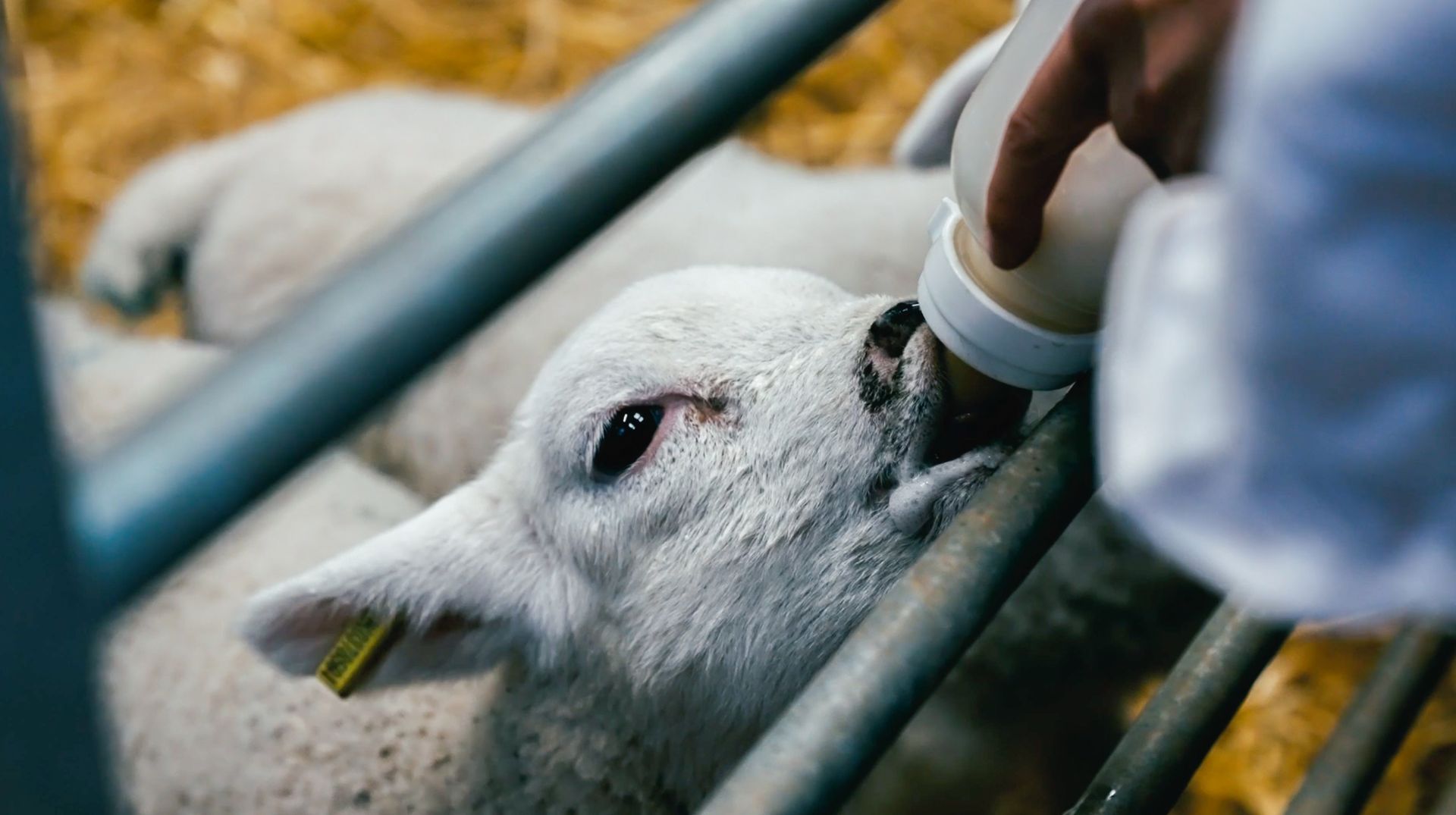 Lamb being bottle-fed by a person in a white coat. Hay and metal bars are in the background.