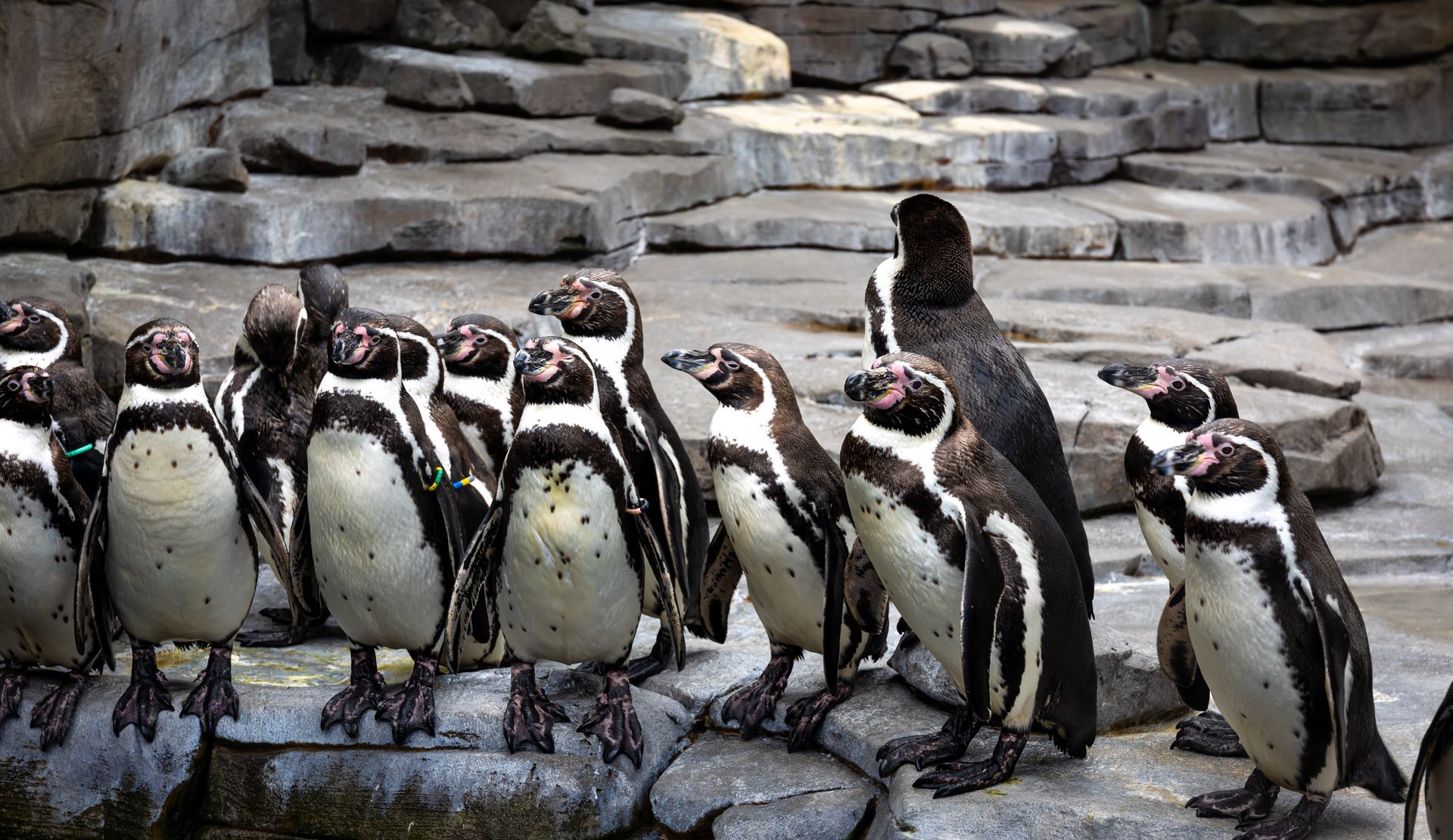 Penguins at zoo
