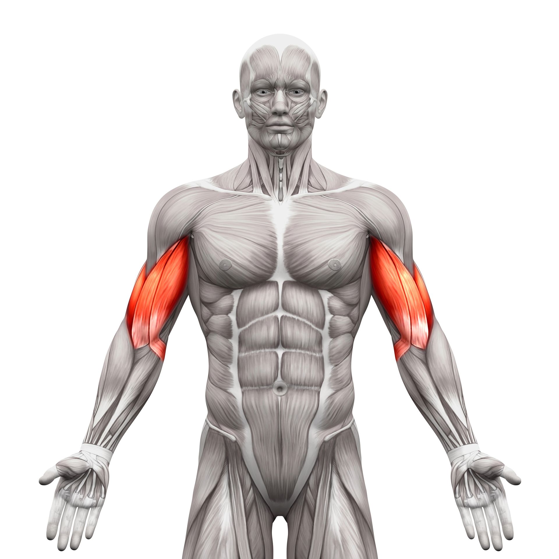 Biceps Exercises - Anatomical illustration highlighting the bicep muscles in red on a human body.