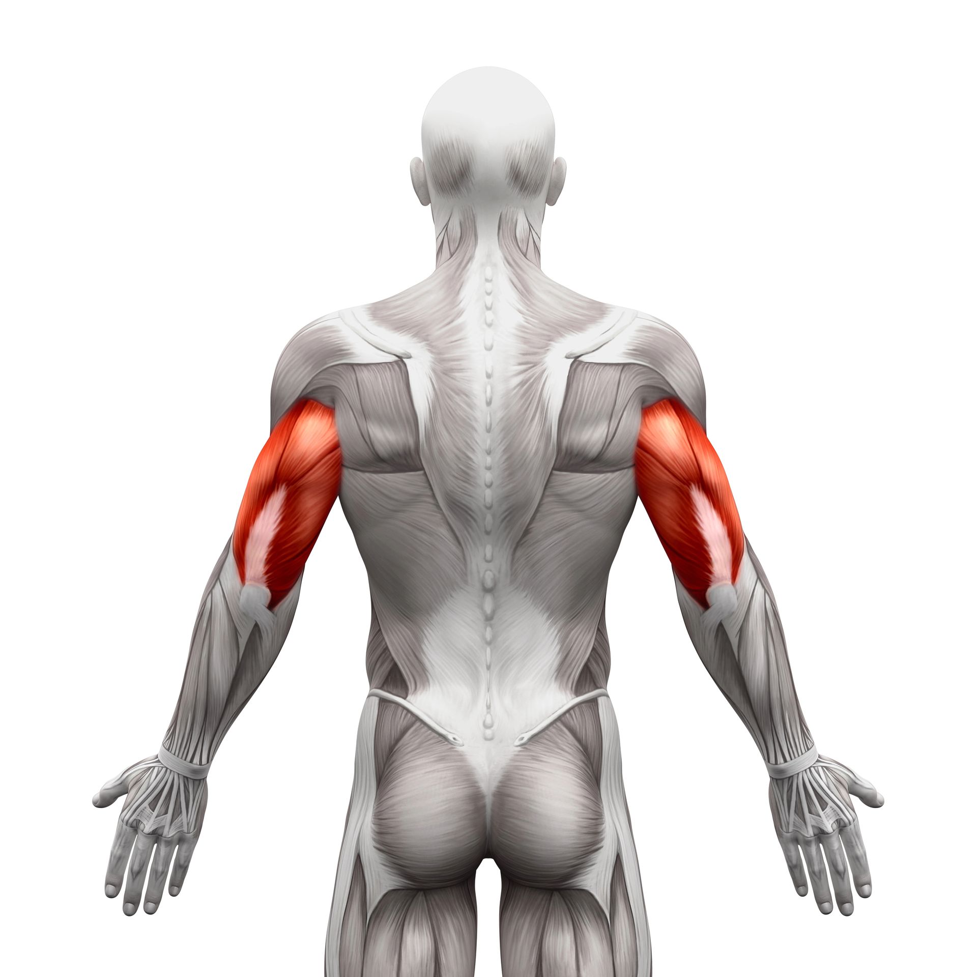 Triceps Exercises - Muscles of the triceps brachii highlighted in red on the back of a human anatomical model.
