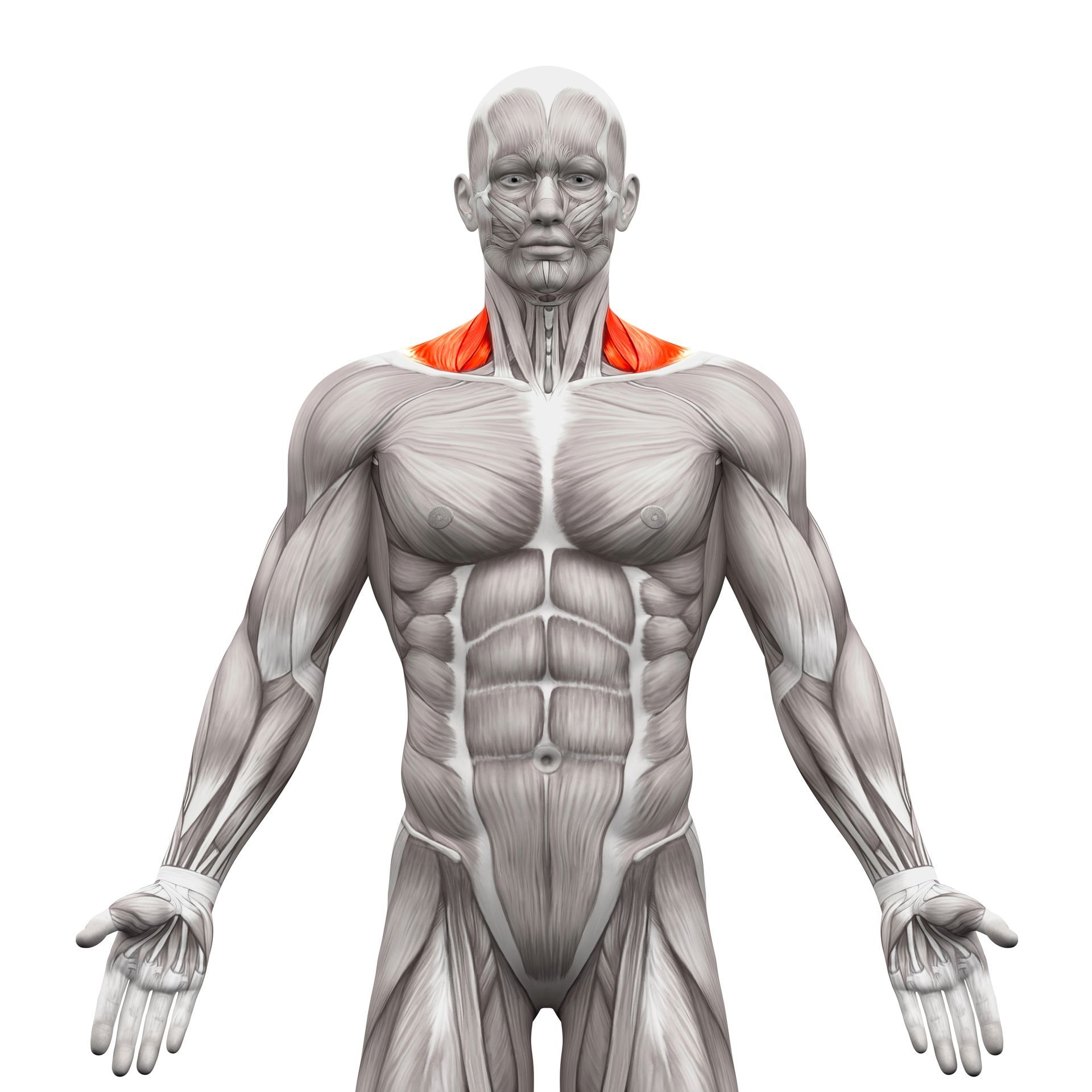Traps Exercises - Anatomical illustration of the human upper body; the trapezius muscle highlighted in red.
