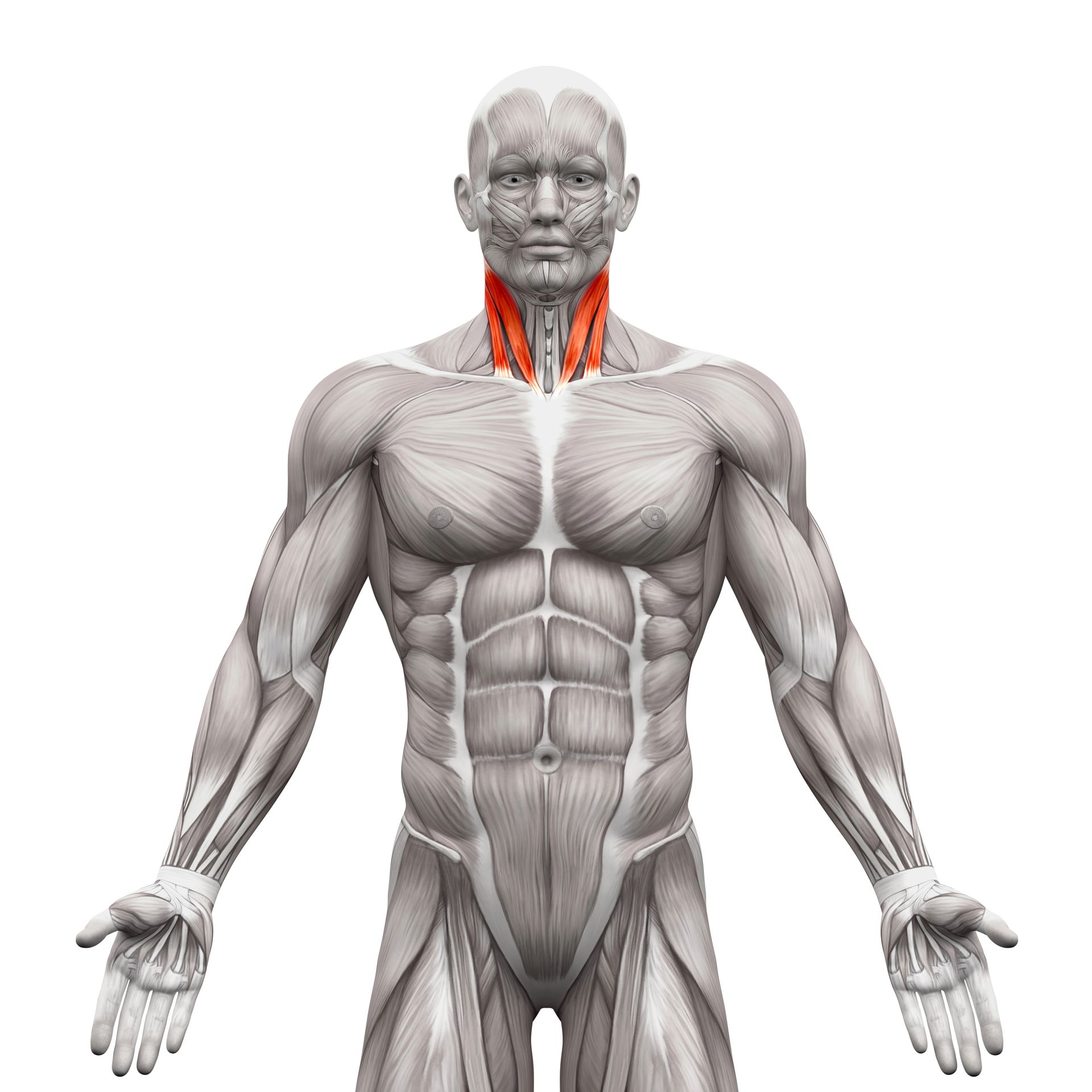 Neck Exercises - Anatomical illustration of the human body with the muscles highlighted in red on the neck.