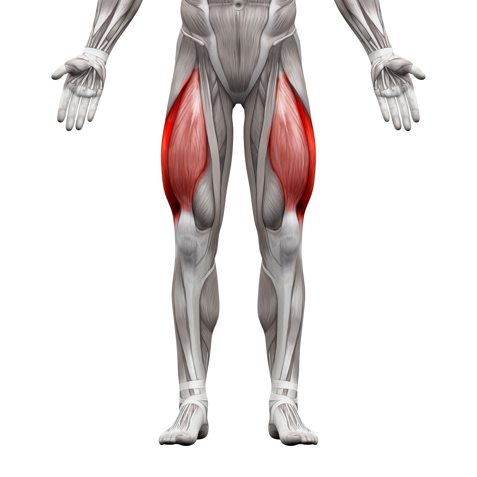 Quads Exercises - Muscular human legs, highlighting the rectus femoris muscle (red).
