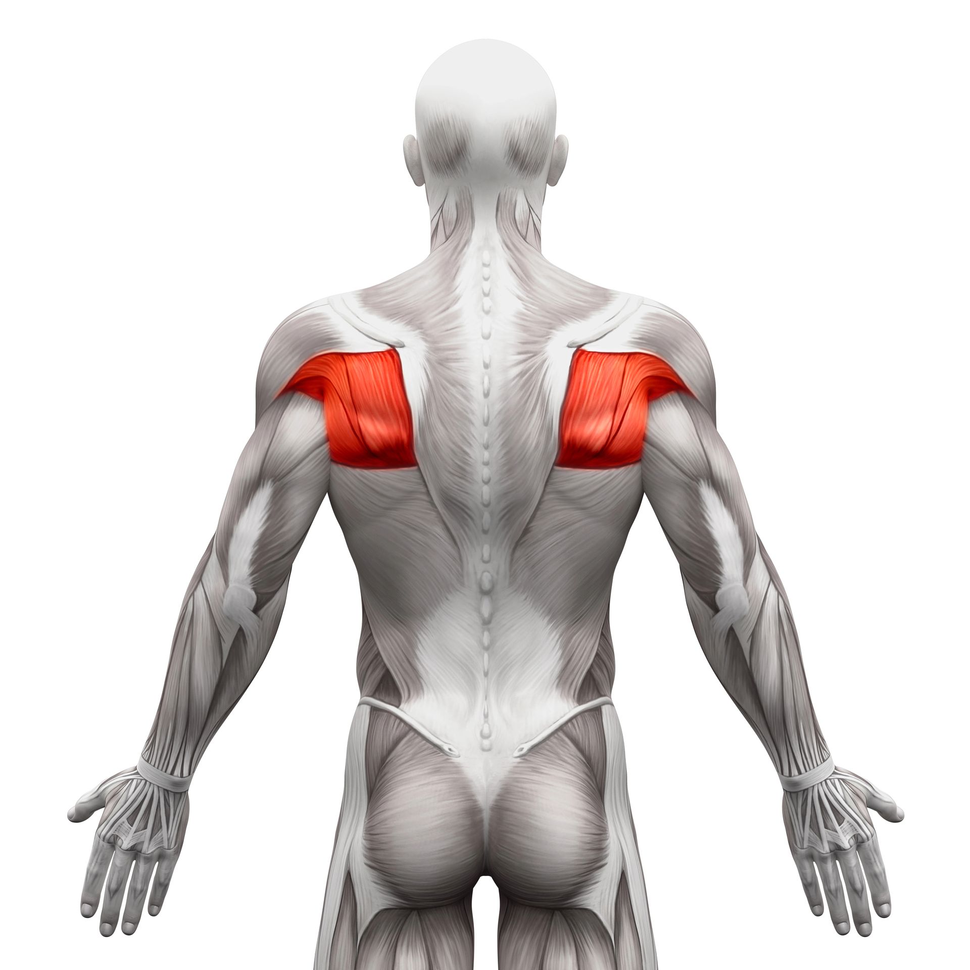 Middle Back Exercises - Posterior view of human figure with highlighted trapezius muscles in red.