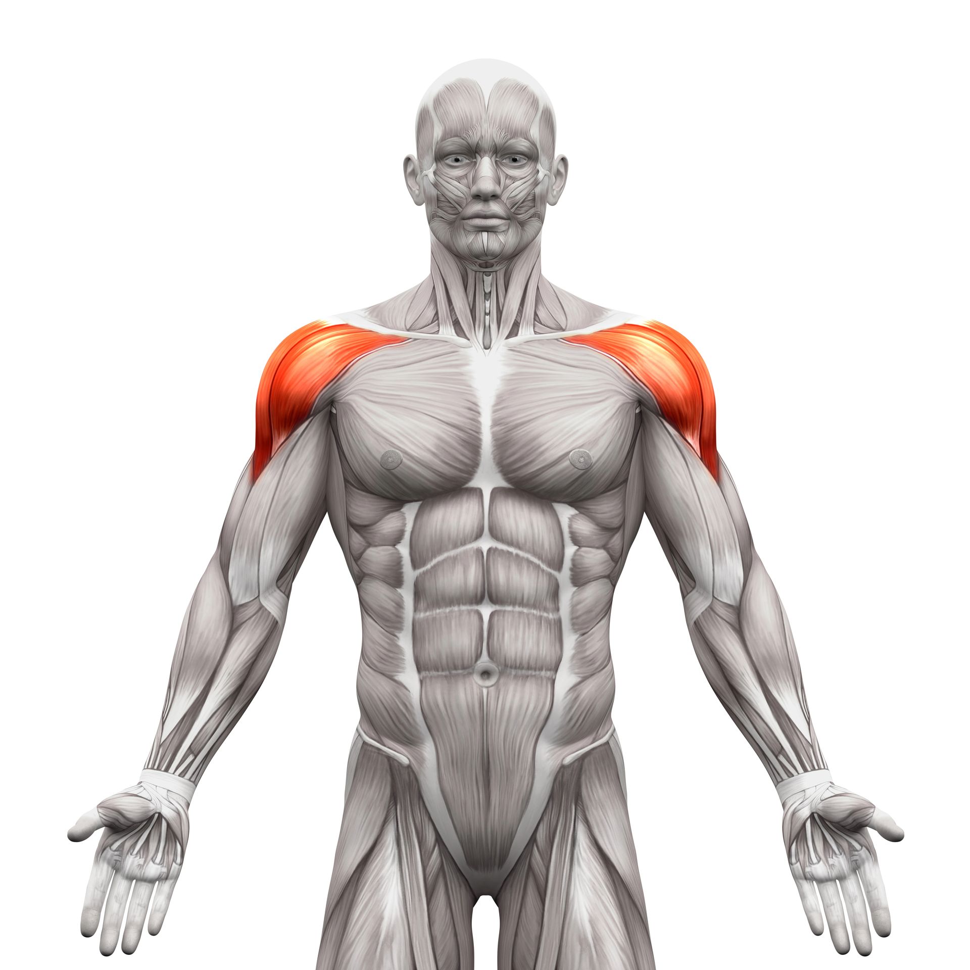 Shoulder Exercises - Anatomical illustration highlighting the deltoid muscles, which are colored red, on a human body.