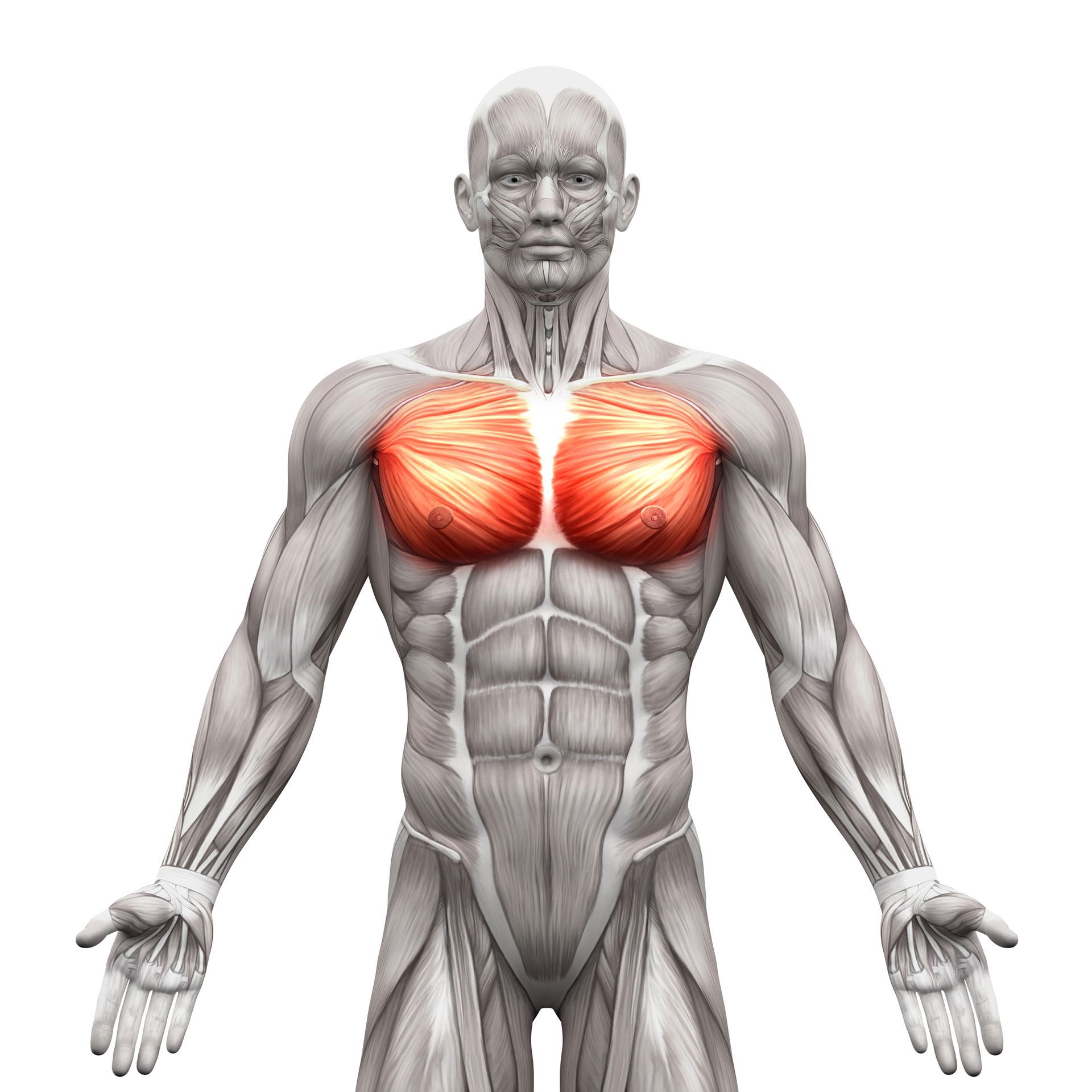 Chest Exercises - Muscular anatomy of the chest, highlighted in red.
