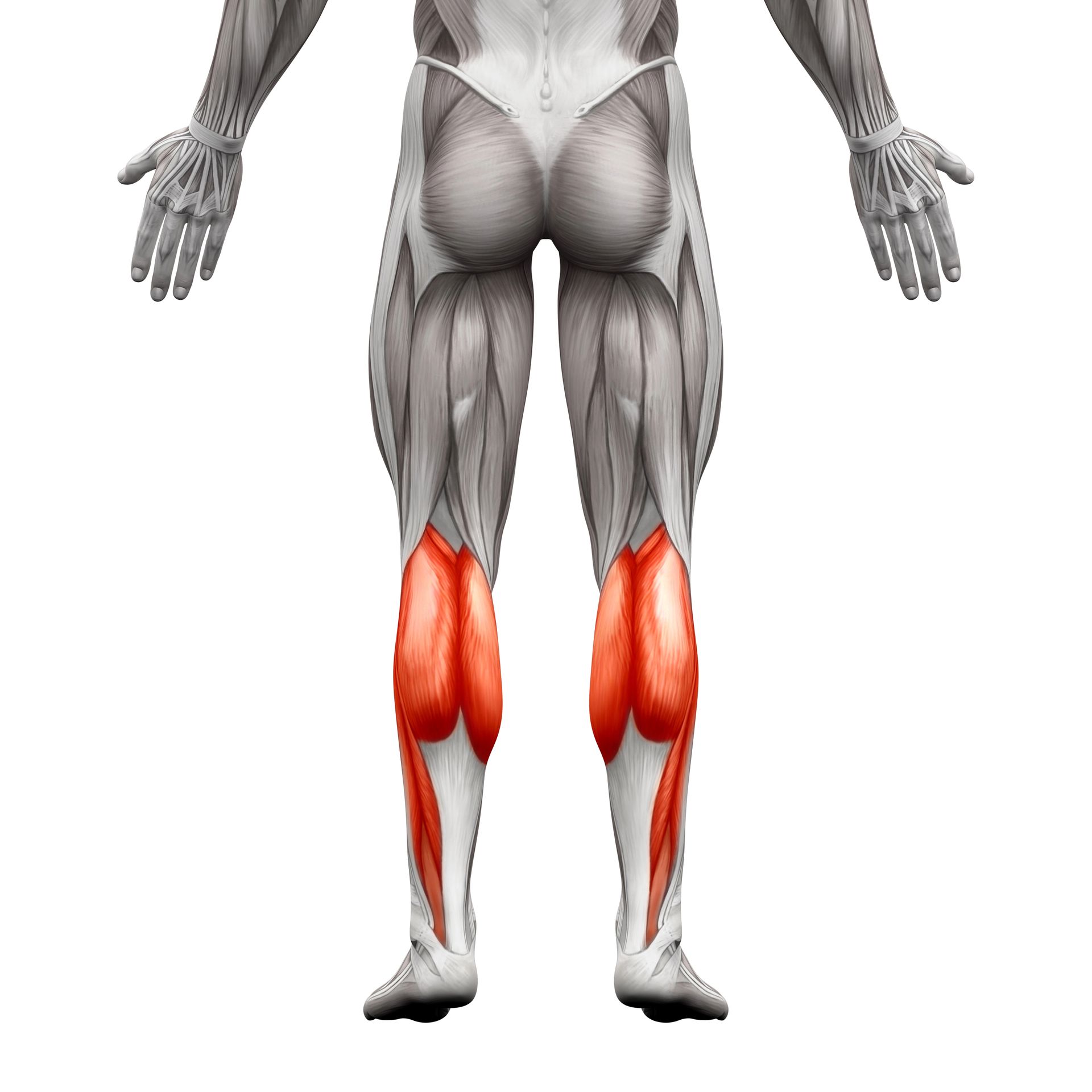 Calf Exercises - Rear view of human legs with highlighted red gastrocnemius muscles.