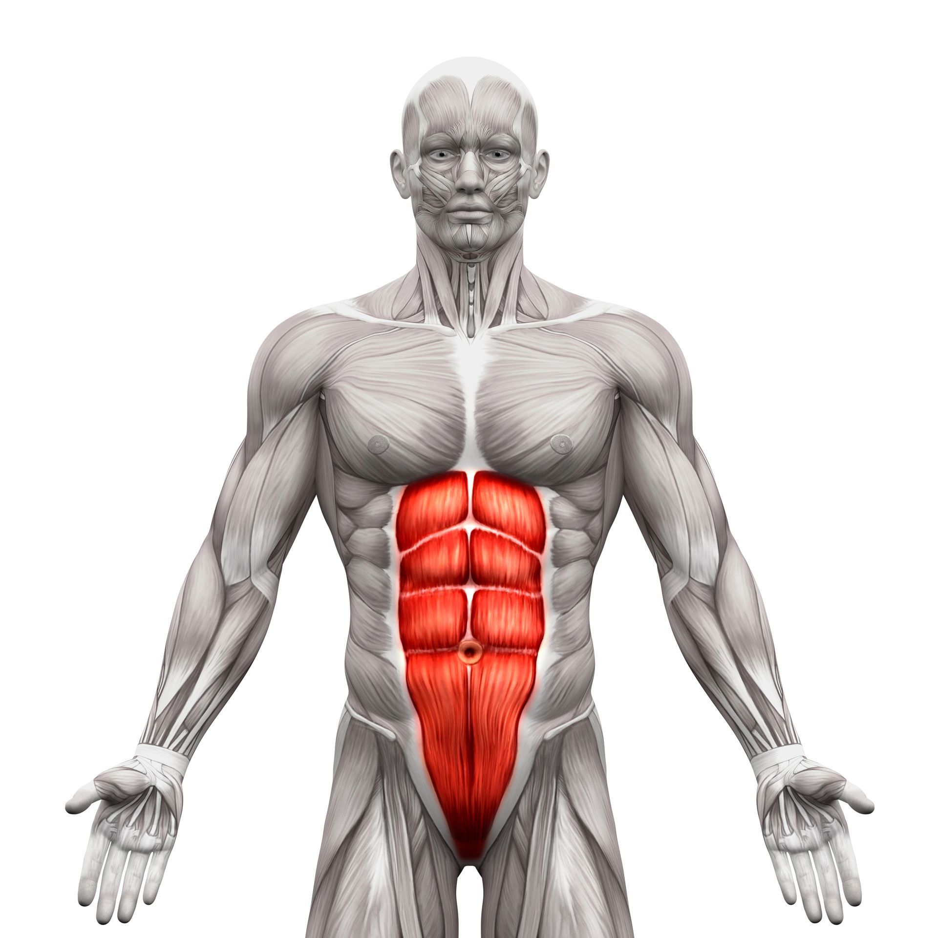 Abs Exercises - Anatomical illustration of the abdominal muscles, highlighted in red on a male figure.