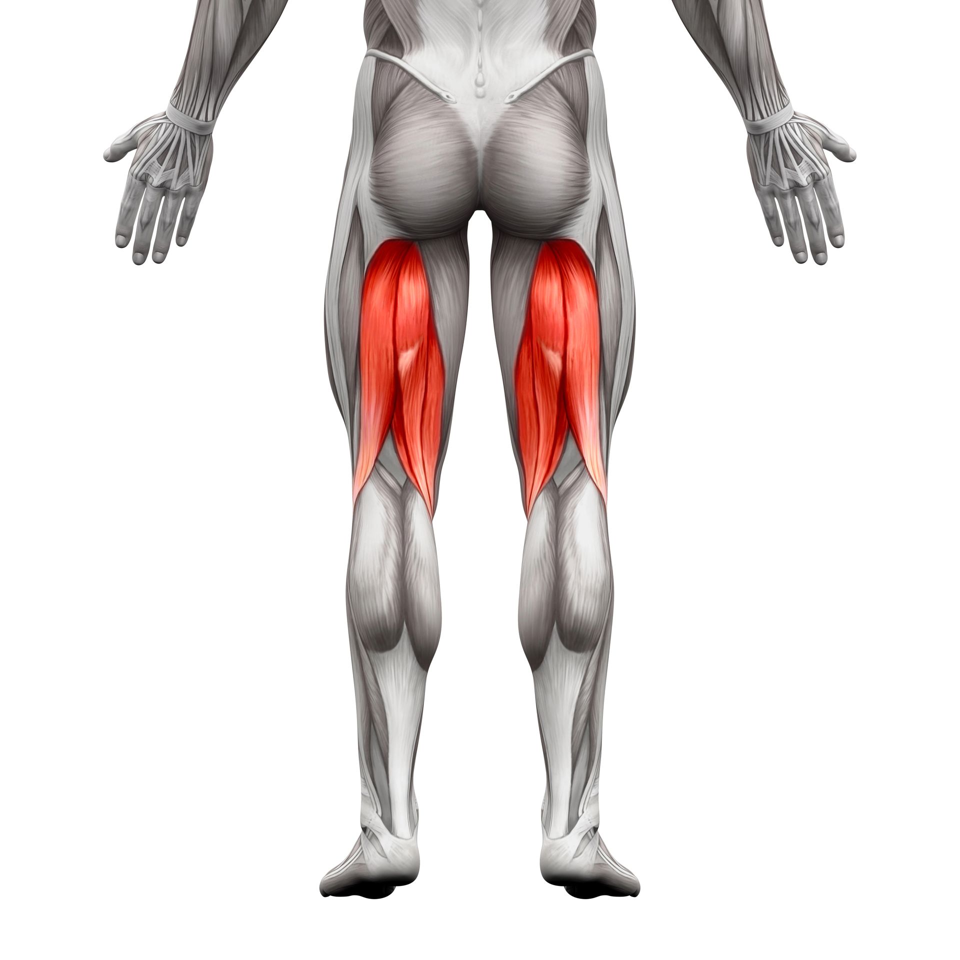 Hamstring Exercises - Posterior view of human figure, highlighting the hamstring muscles in red.