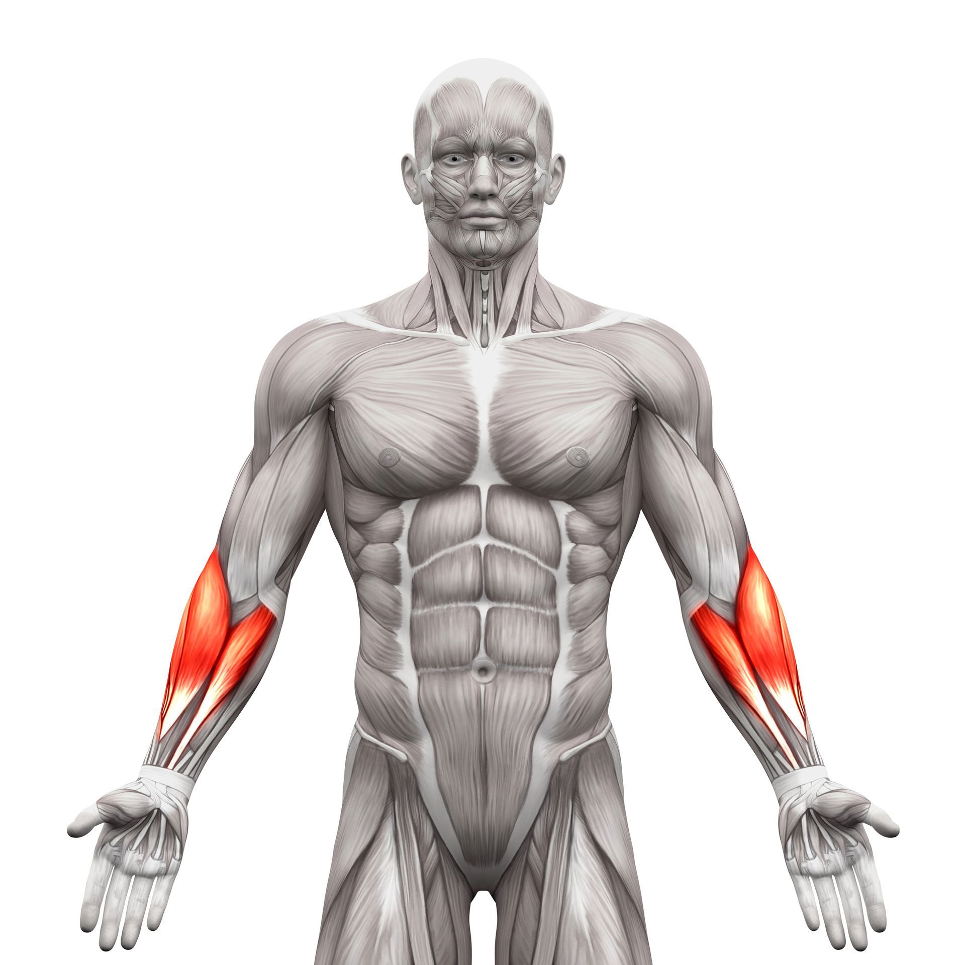 Forearm Exercises - Anatomical illustration highlighting the forearm muscles in red on a male figure.