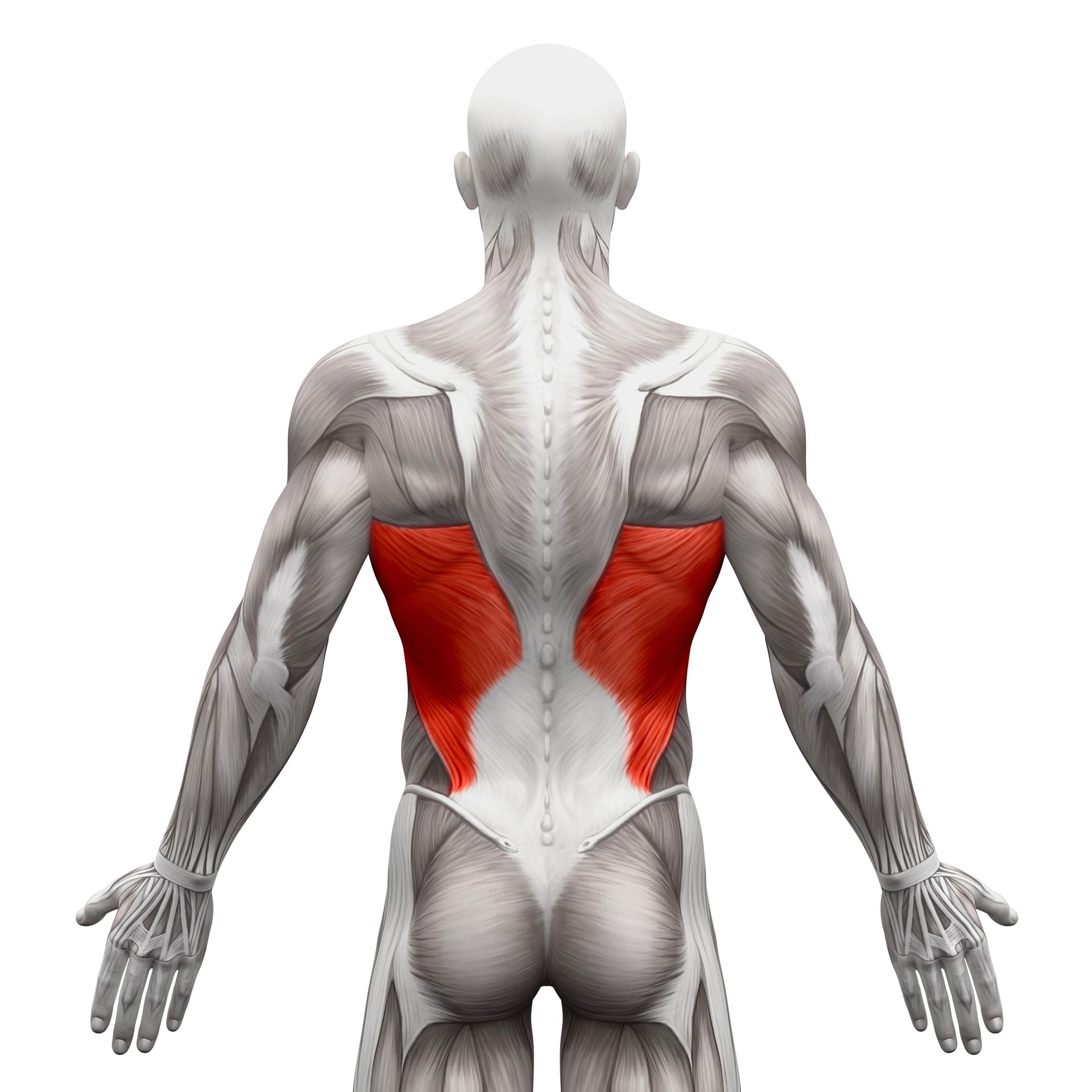 Lat Exercises - Posterior view of a human figure with highlighted red latissimus dorsi muscles.