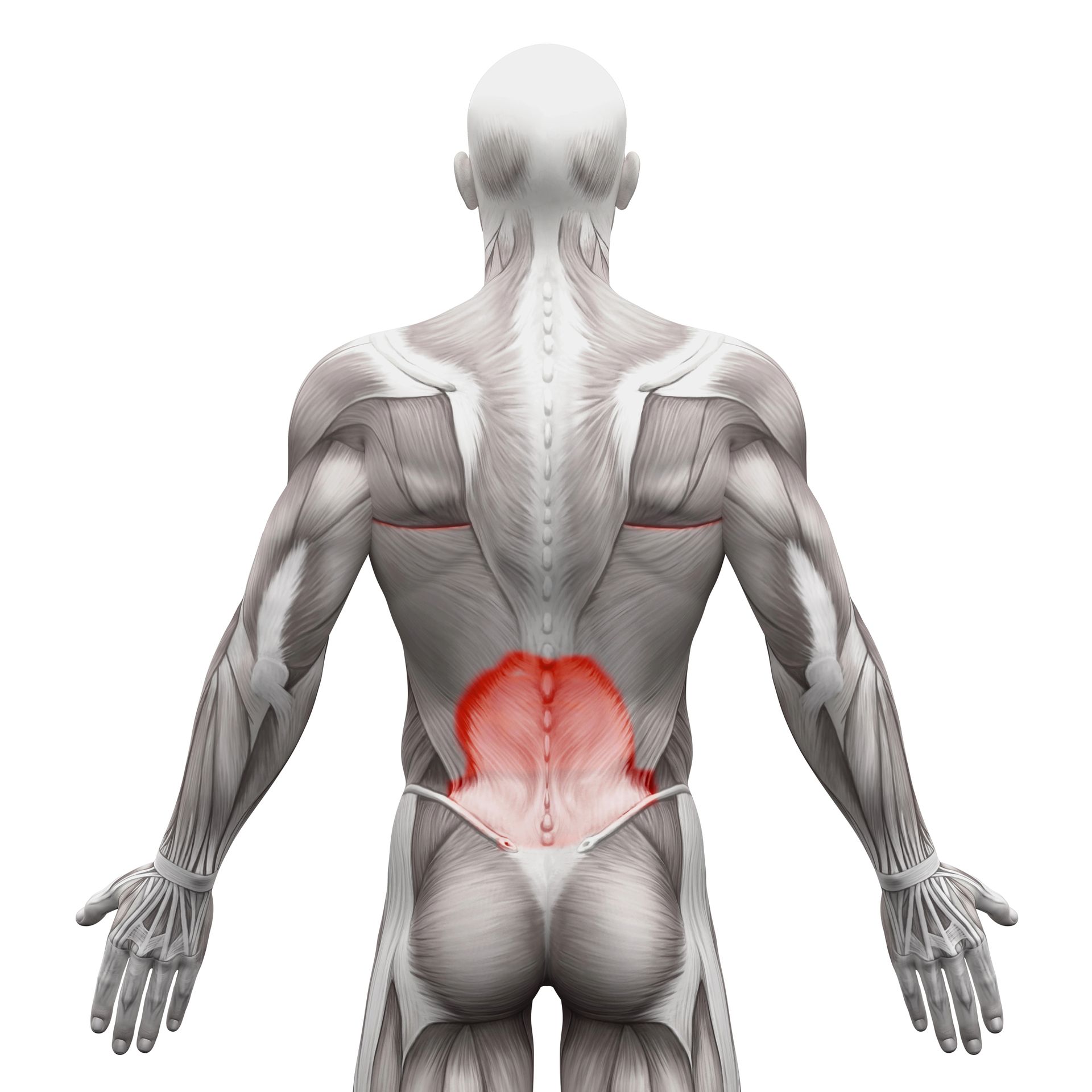 Lower Back Exercises - Posterior view of a human figure with lower back muscles highlighted in red.