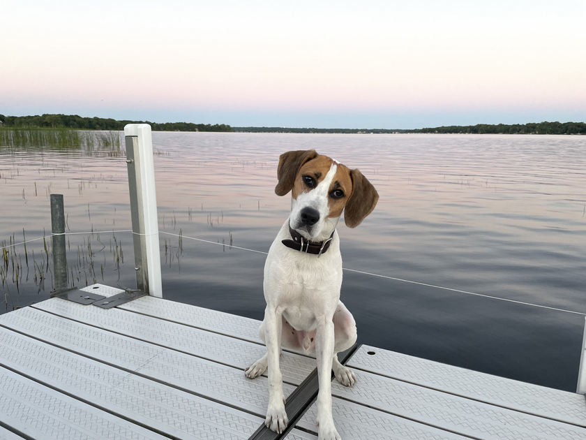 A brown and white dog is sitting on a dock overlooking a body of water.